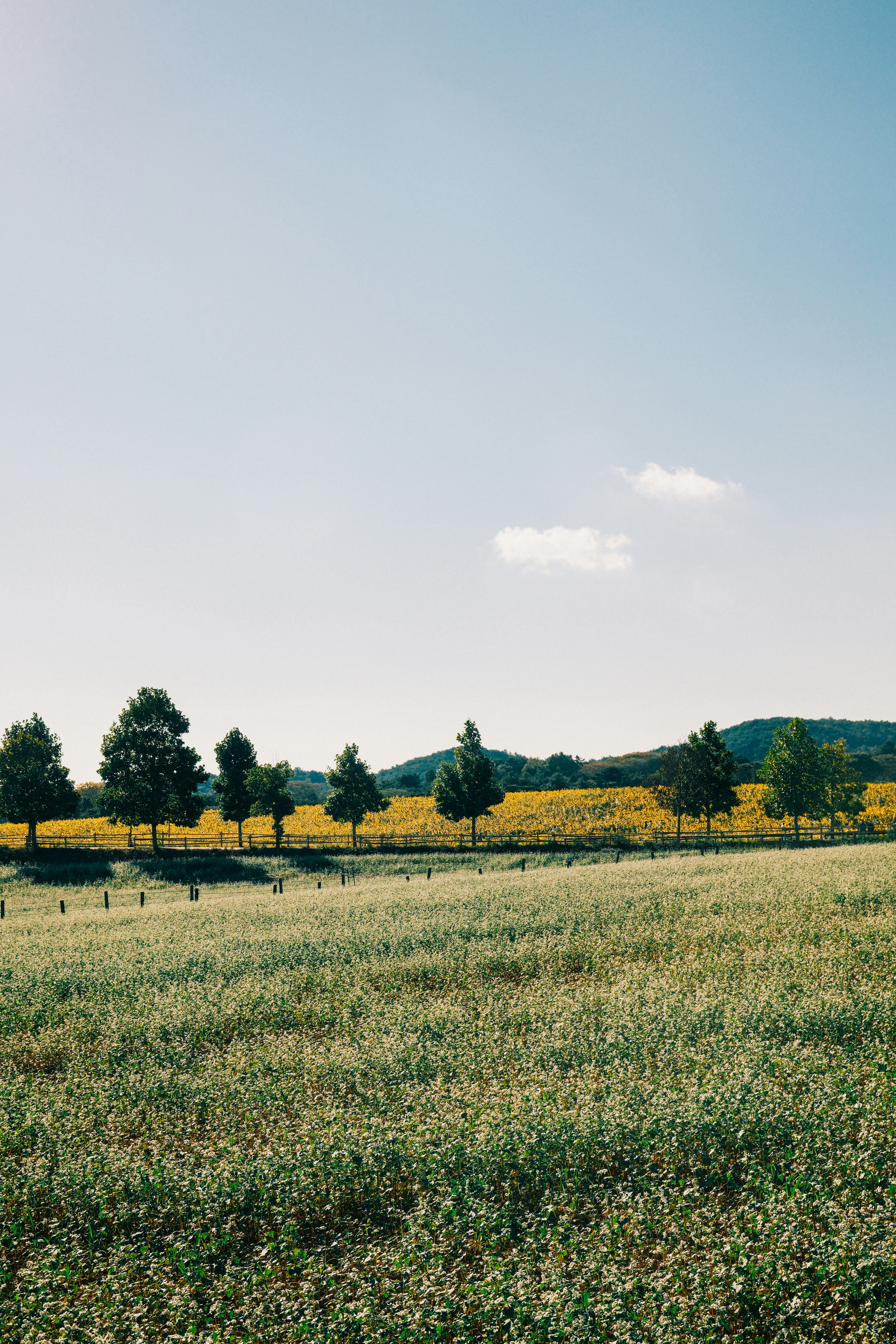 A field of white buckwheat flowers before a line of trees and yellow sunflowers in Kochang