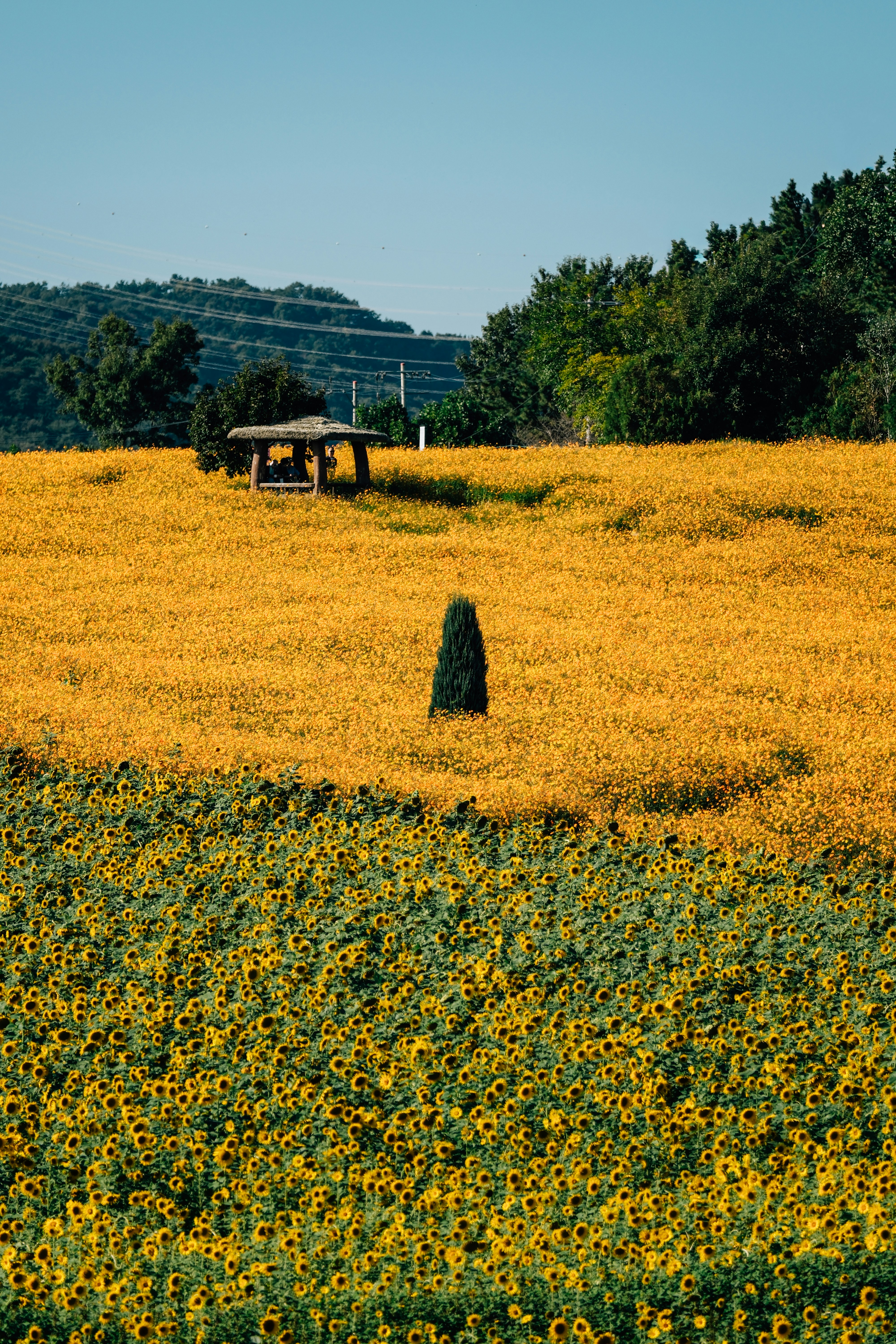 A field of yellow sunflowers and cosmos flowers with a small gazebo in Kochang, South Korea