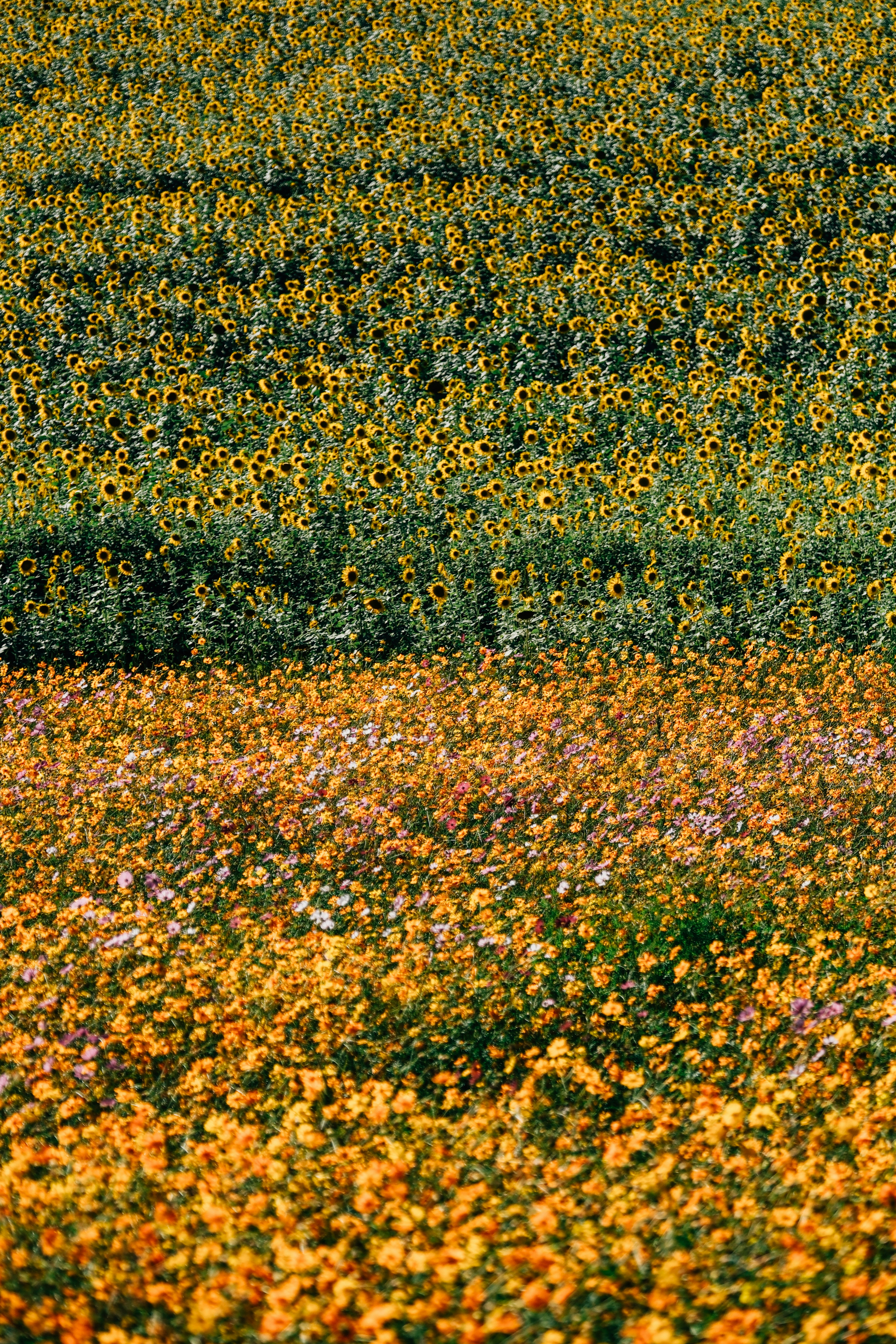 A field of yellow sunflowers above a meadow of orange and pink cosmos flowers in Kochang