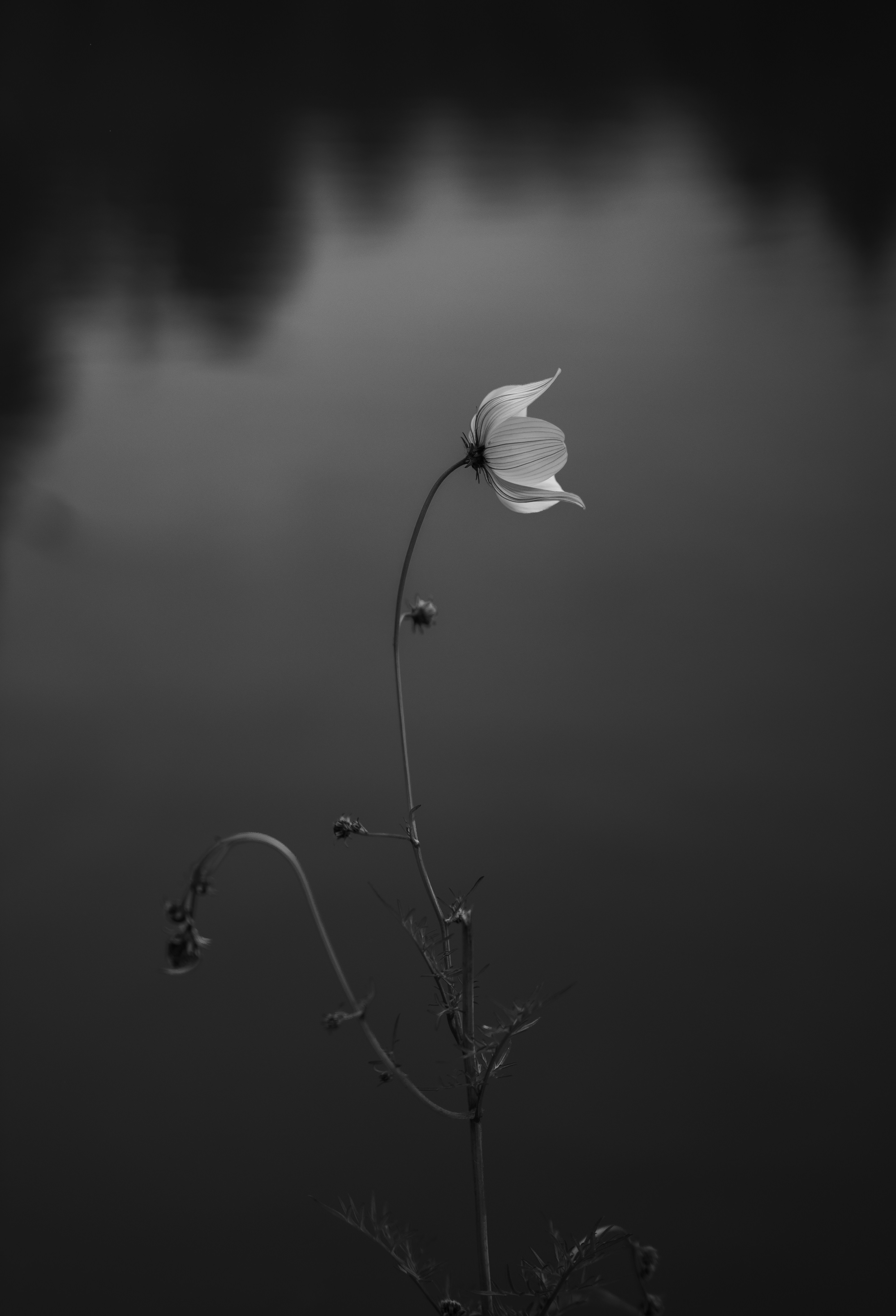 Delicate flower on dark background - Free Photo on Unsplash