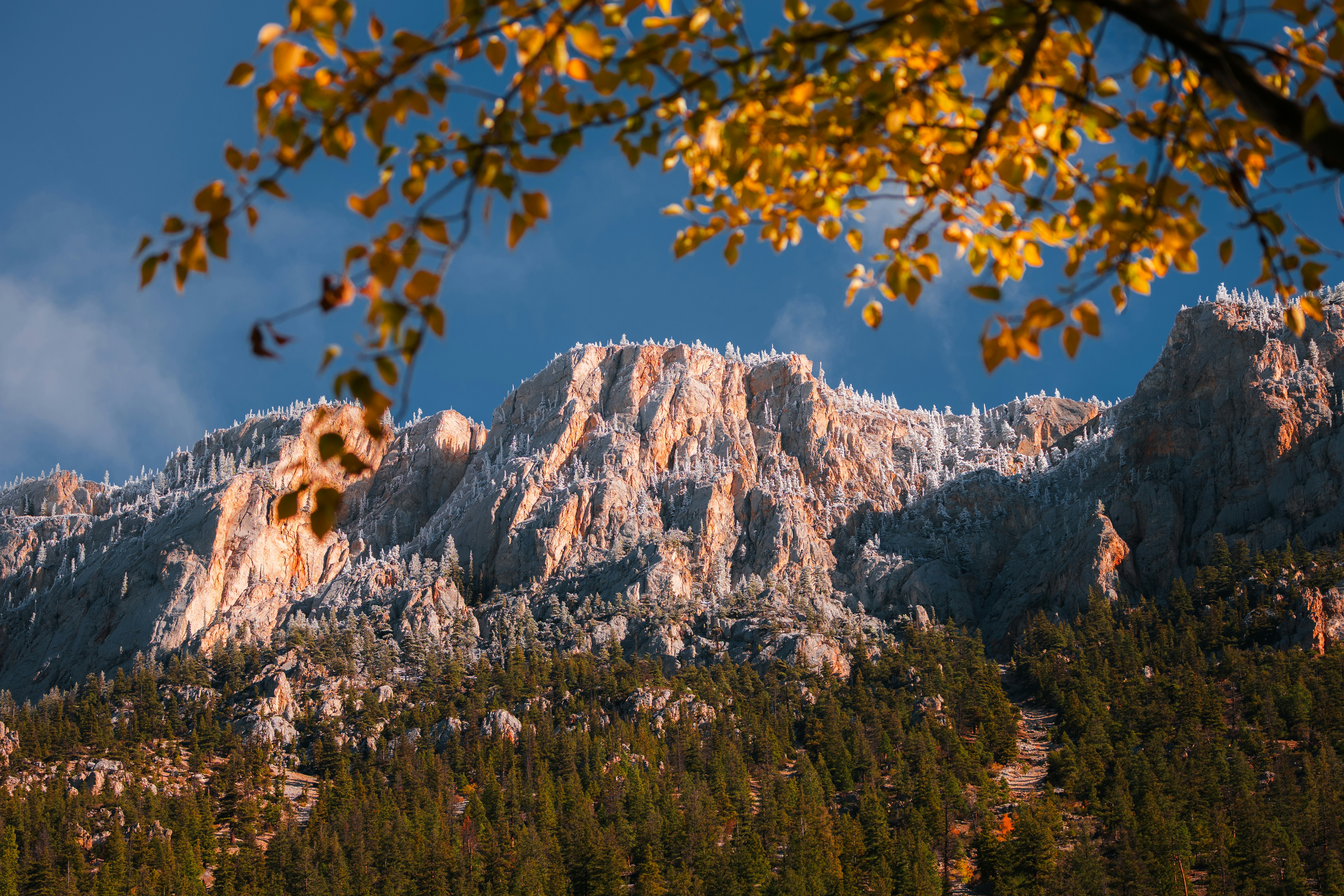 A rocky mountain ridge with frosted peaks above a pine forest under a deep blue sky