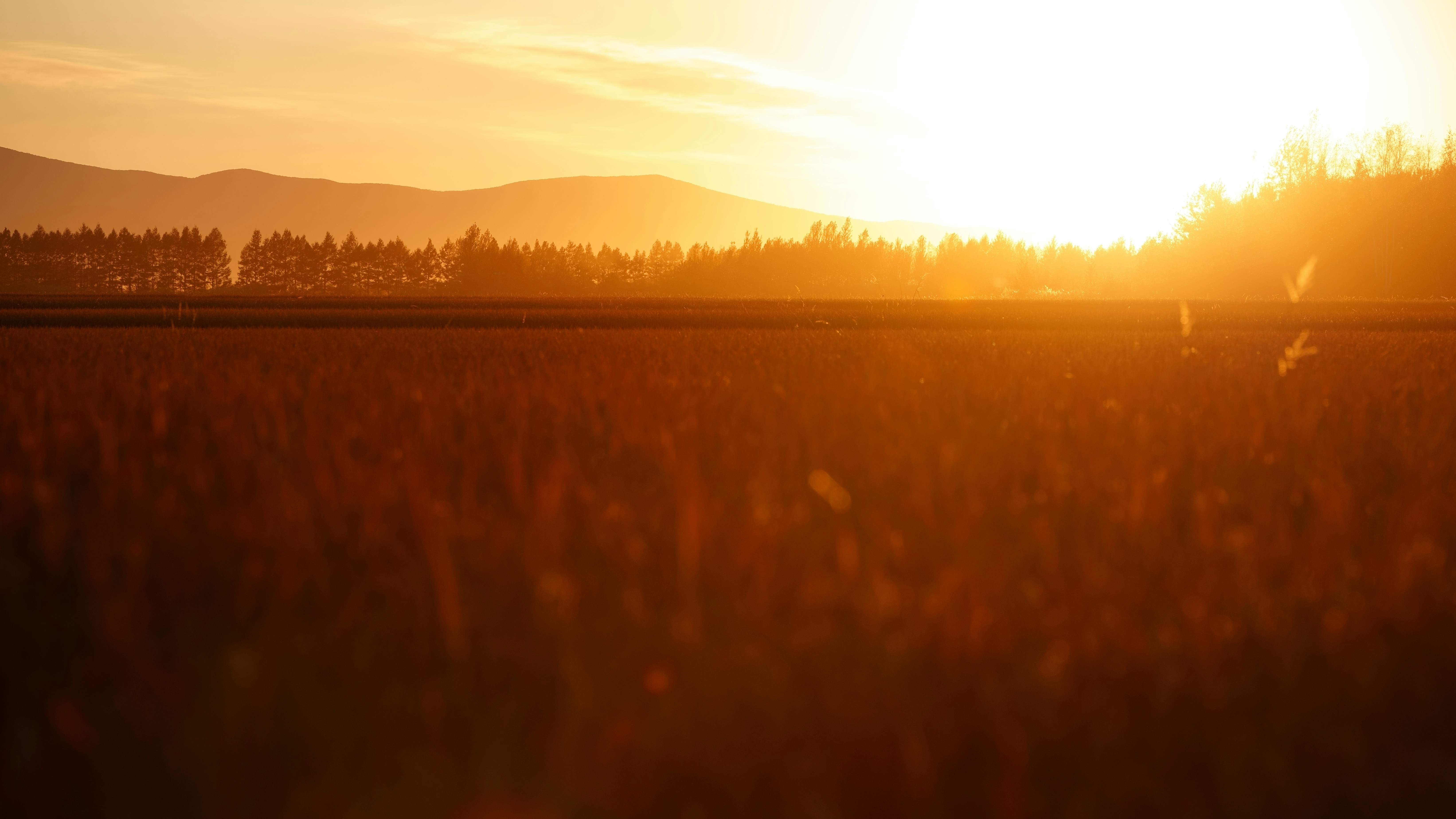 Golden hour over field and mountains - Free Photo on Unsplash