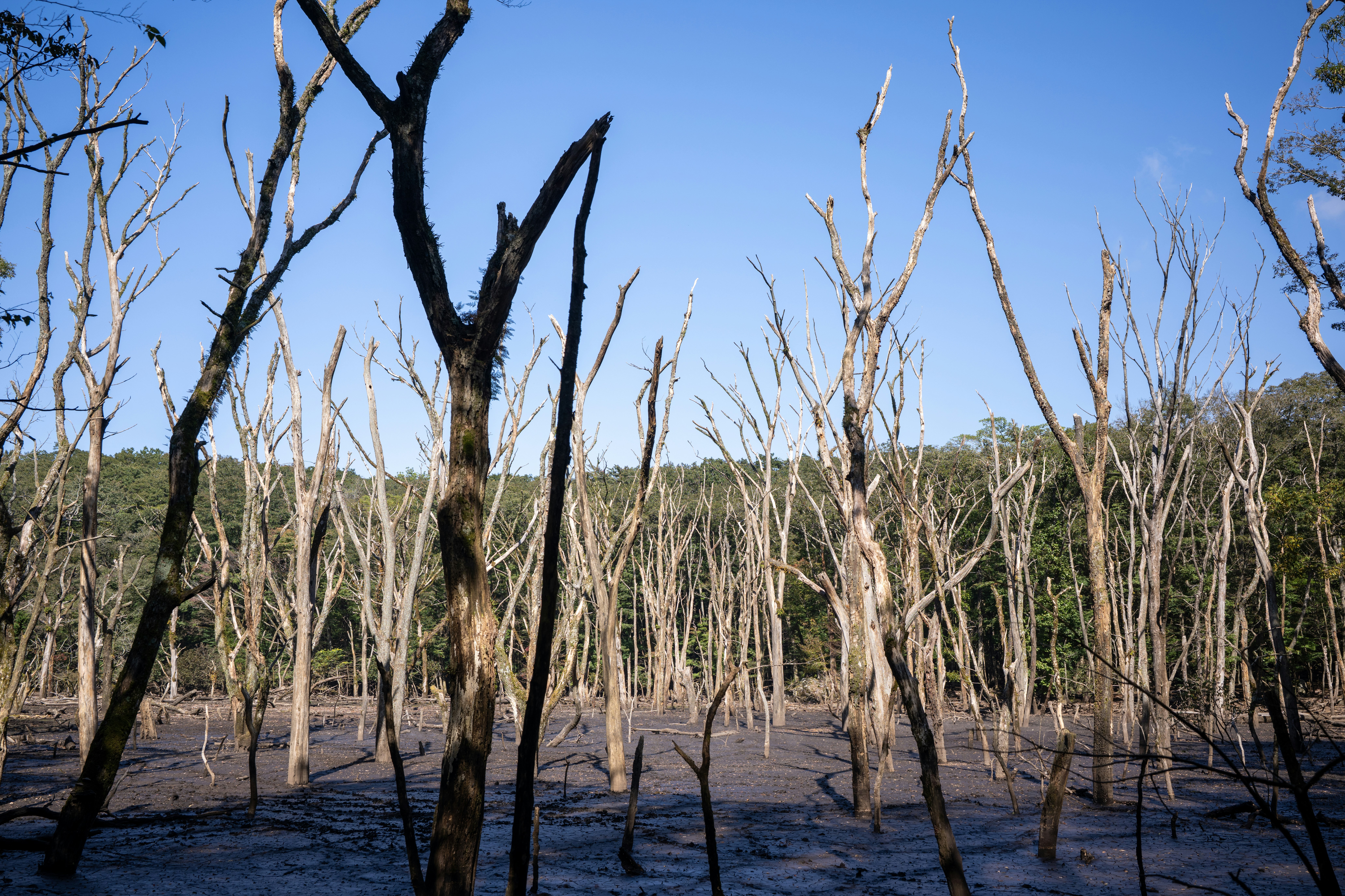 Dead trees in muddy swamp - Free Photo on Unsplash