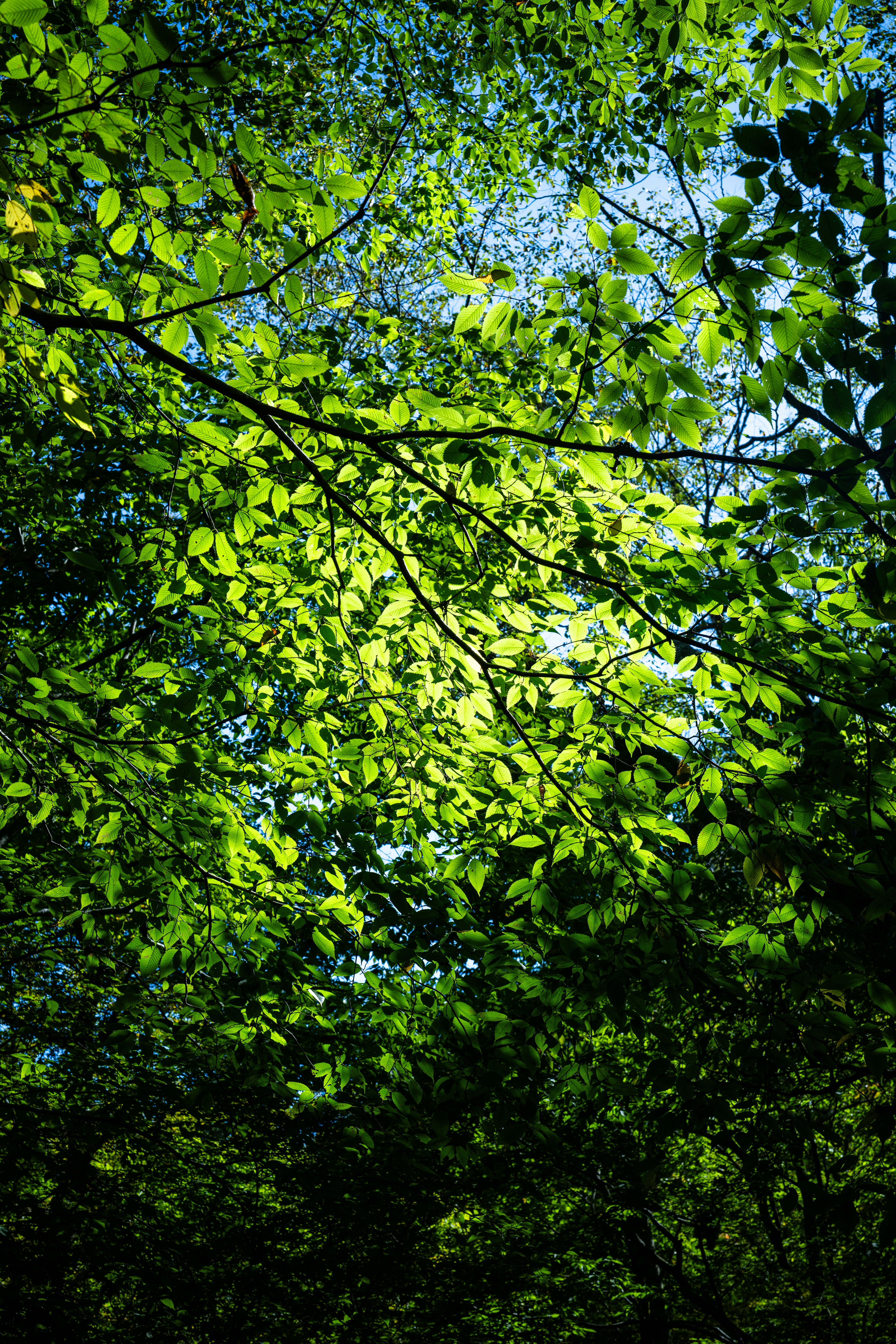 Sunlight through green forest canopy - Free Photo on Unsplash