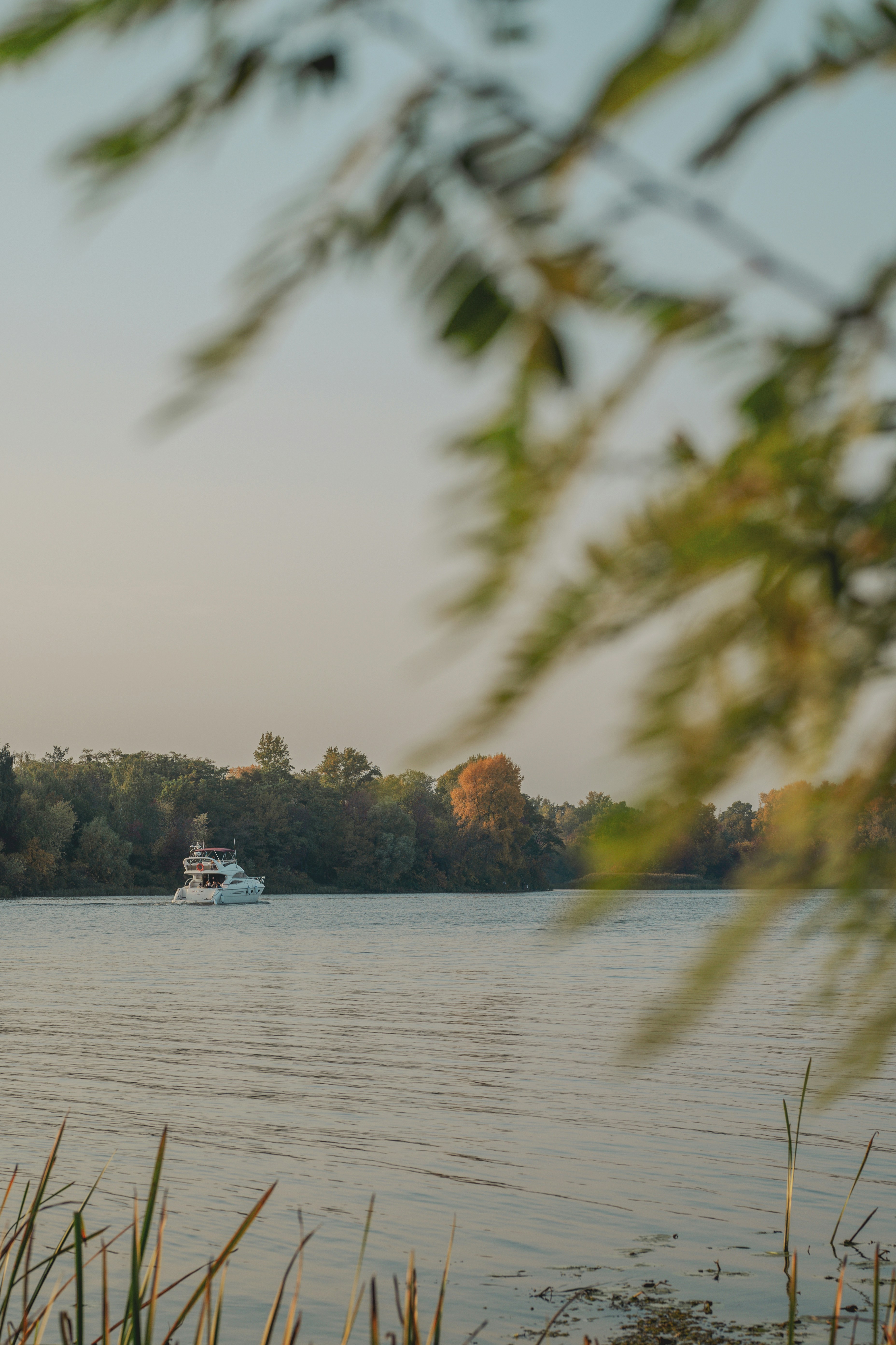 Eine weiße Motoryacht, die auf einem ruhigen Fluss an den Herbstbäumen vorbeifährt in goldener Stunde