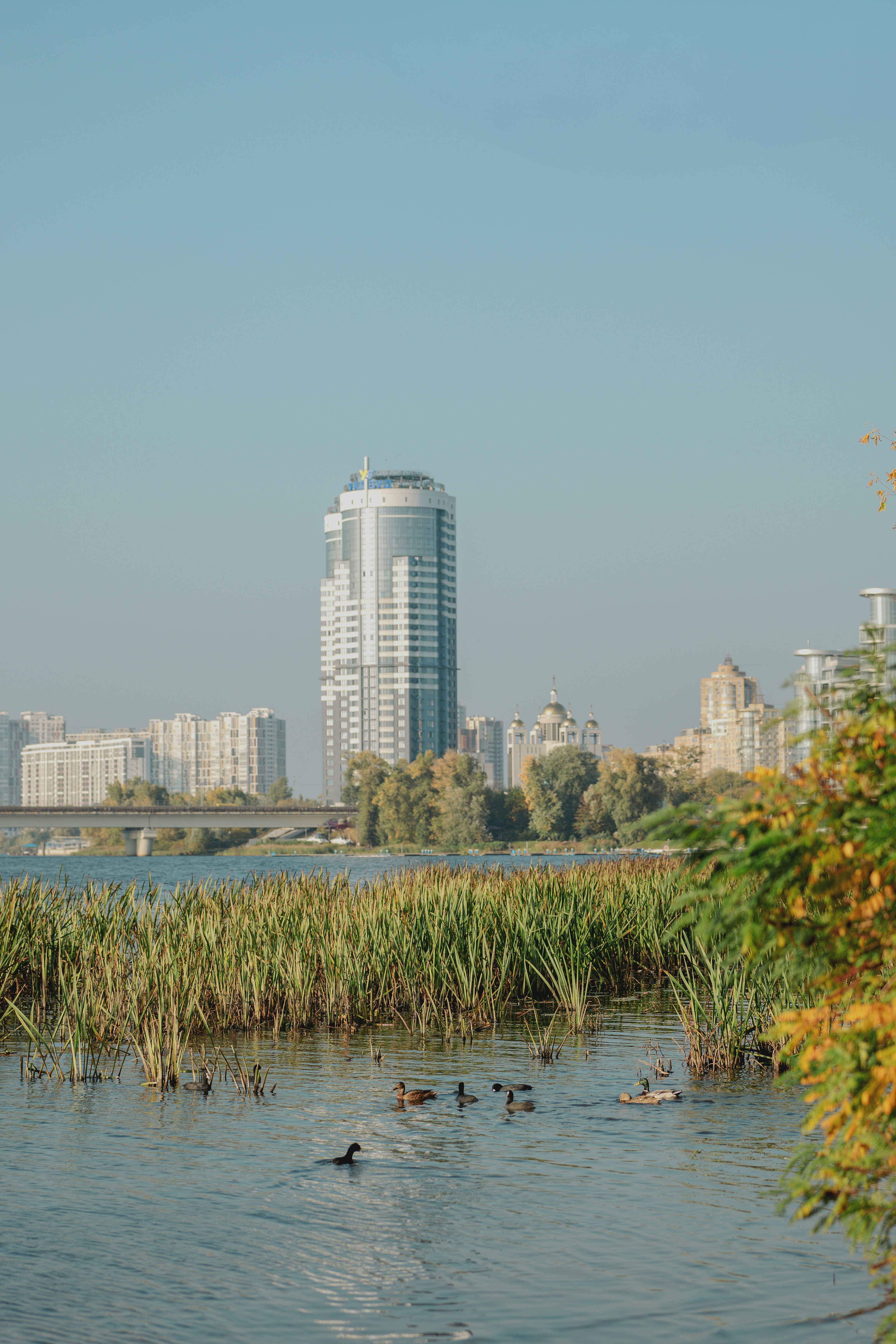 Enten, die in einem Fluss schwimmen, mit einem hohen, modernen Wolkenkratzer und einer Stadtsilhouette im Hintergrund