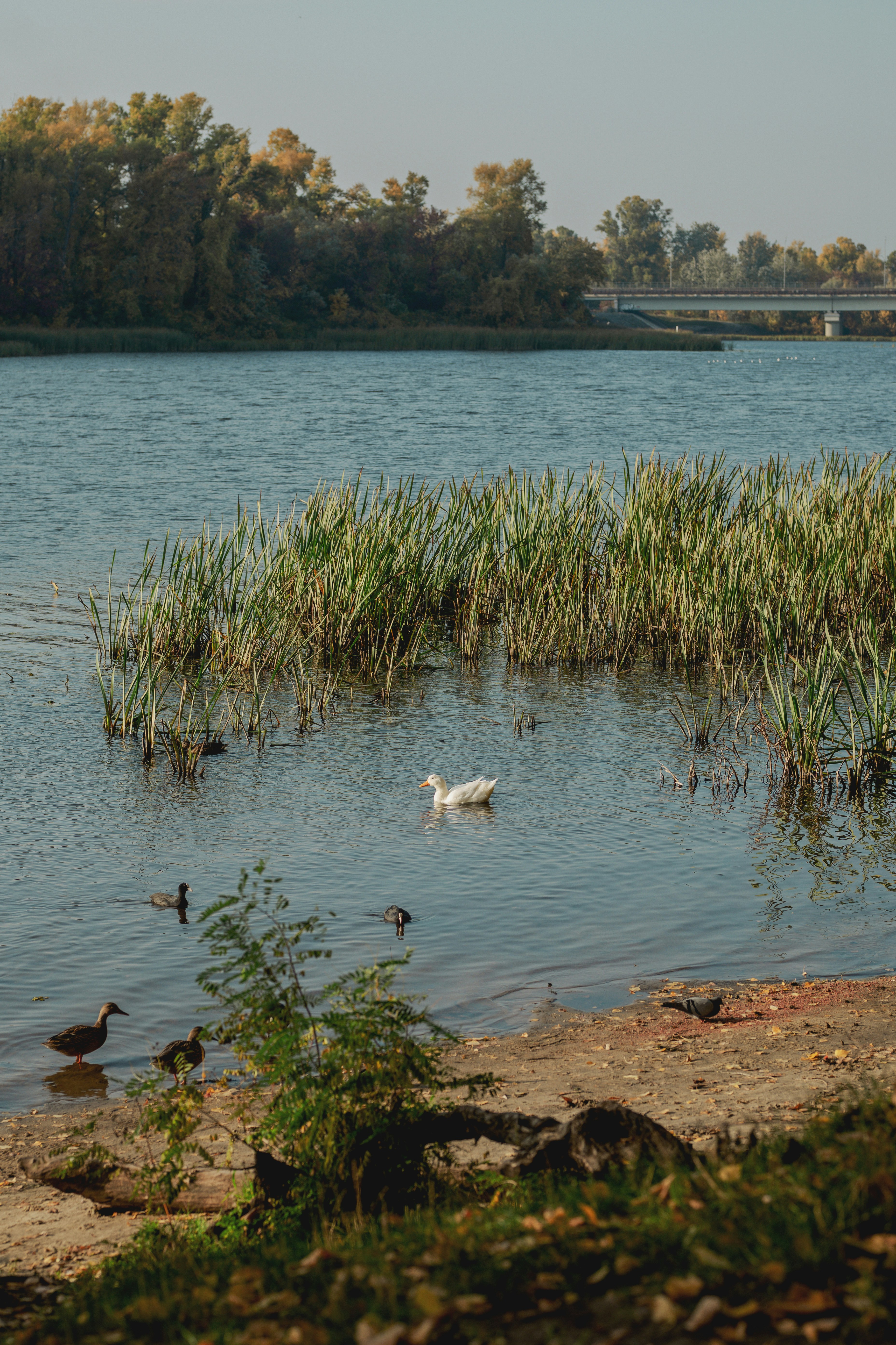 Eine weiße Ente, die in einem Fluss in der Nähe von Schilf schwimmt, mit anderen Vögeln am Ufer