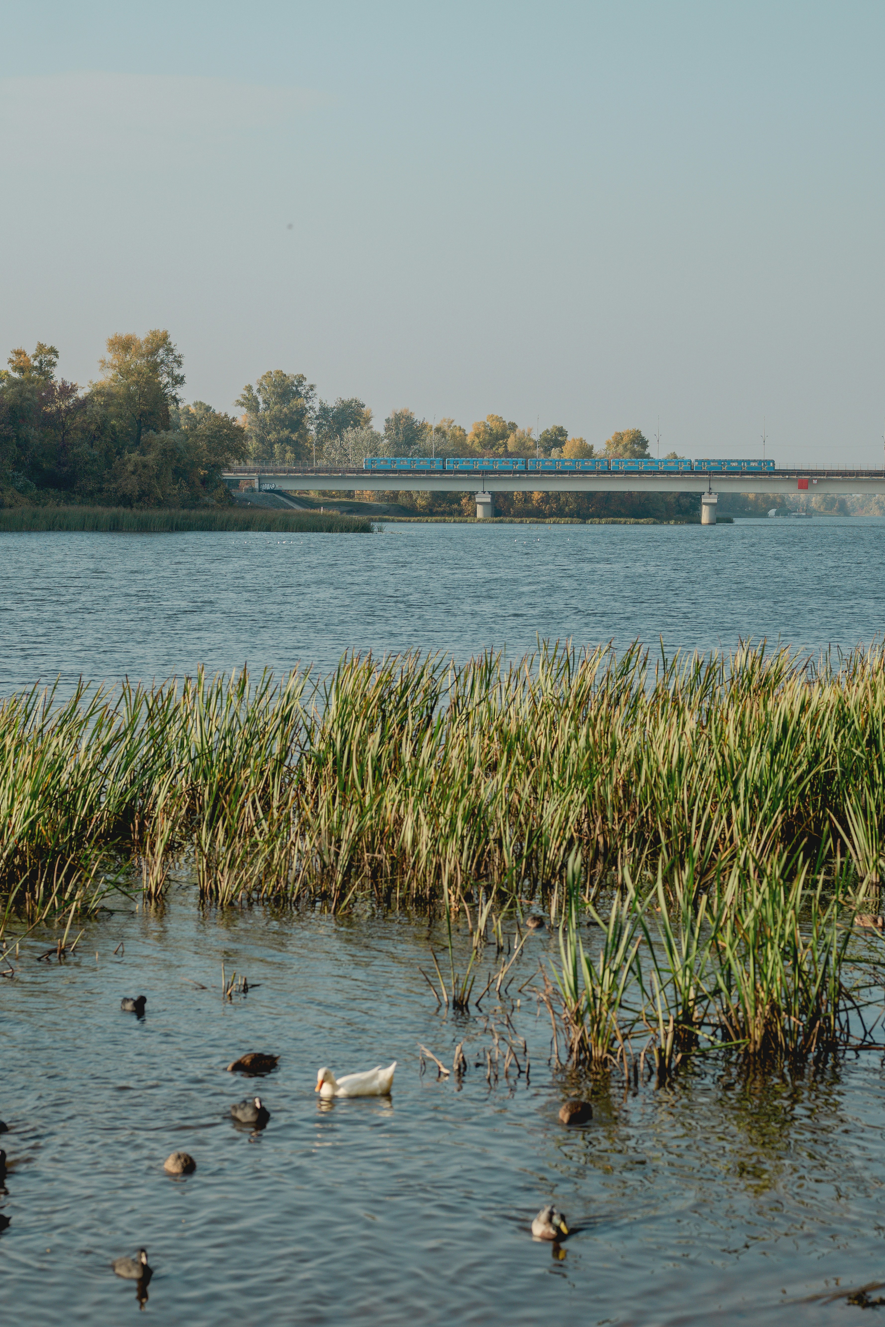 Ein blauer Zug, der eine Brücke über einen Fluss überquert, mit Enten, die zwischen Schilf schwimmen
