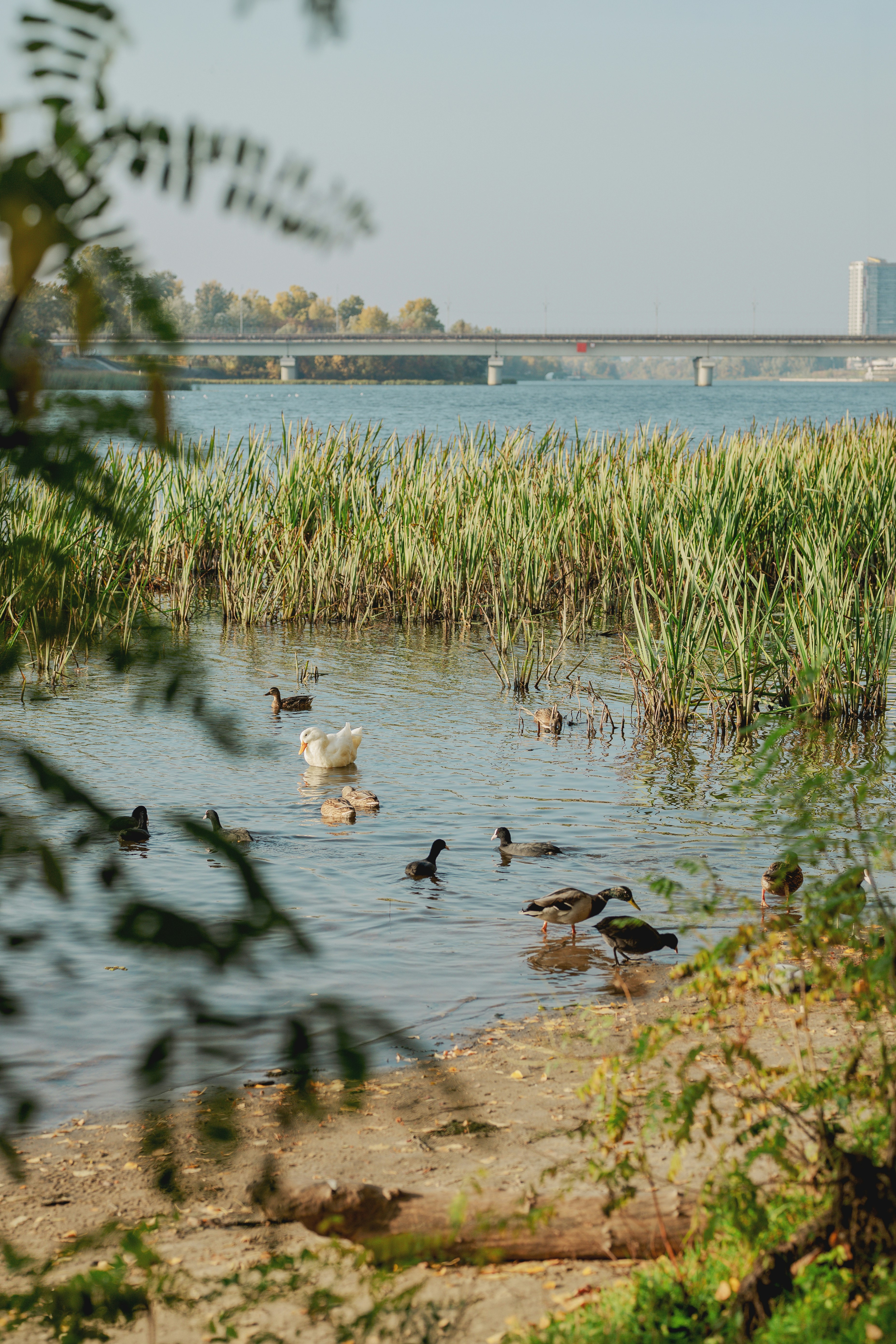 Enten und Blässhühner, die in einem Fluss nahe einem grasbewachsenen Ufer schwimmen, mit einer Brücke in der Ferne