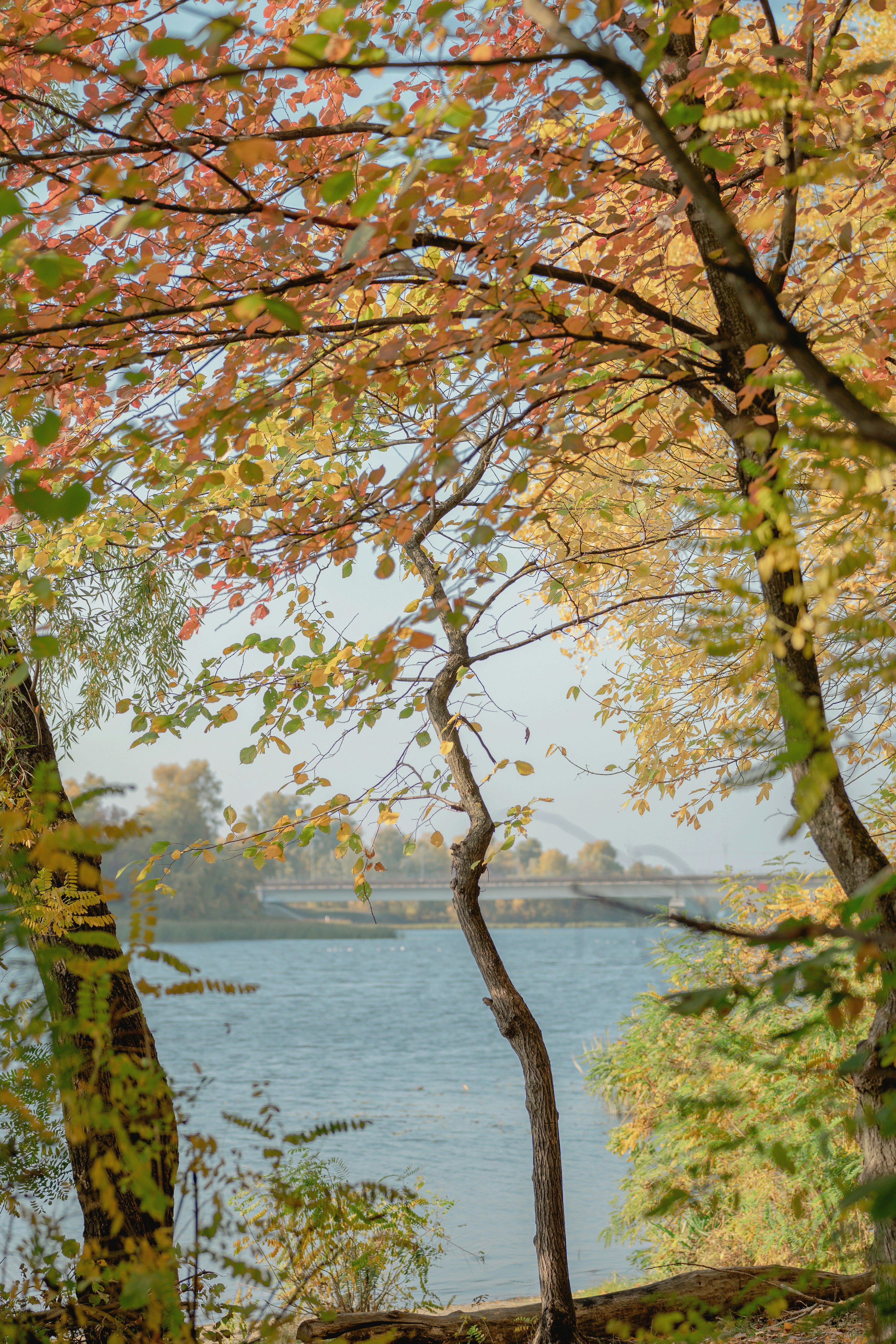 Herbstbäume mit gelben und orangefarbenen Blättern, die einen Fluss und eine entfernte Brücke umrahmen