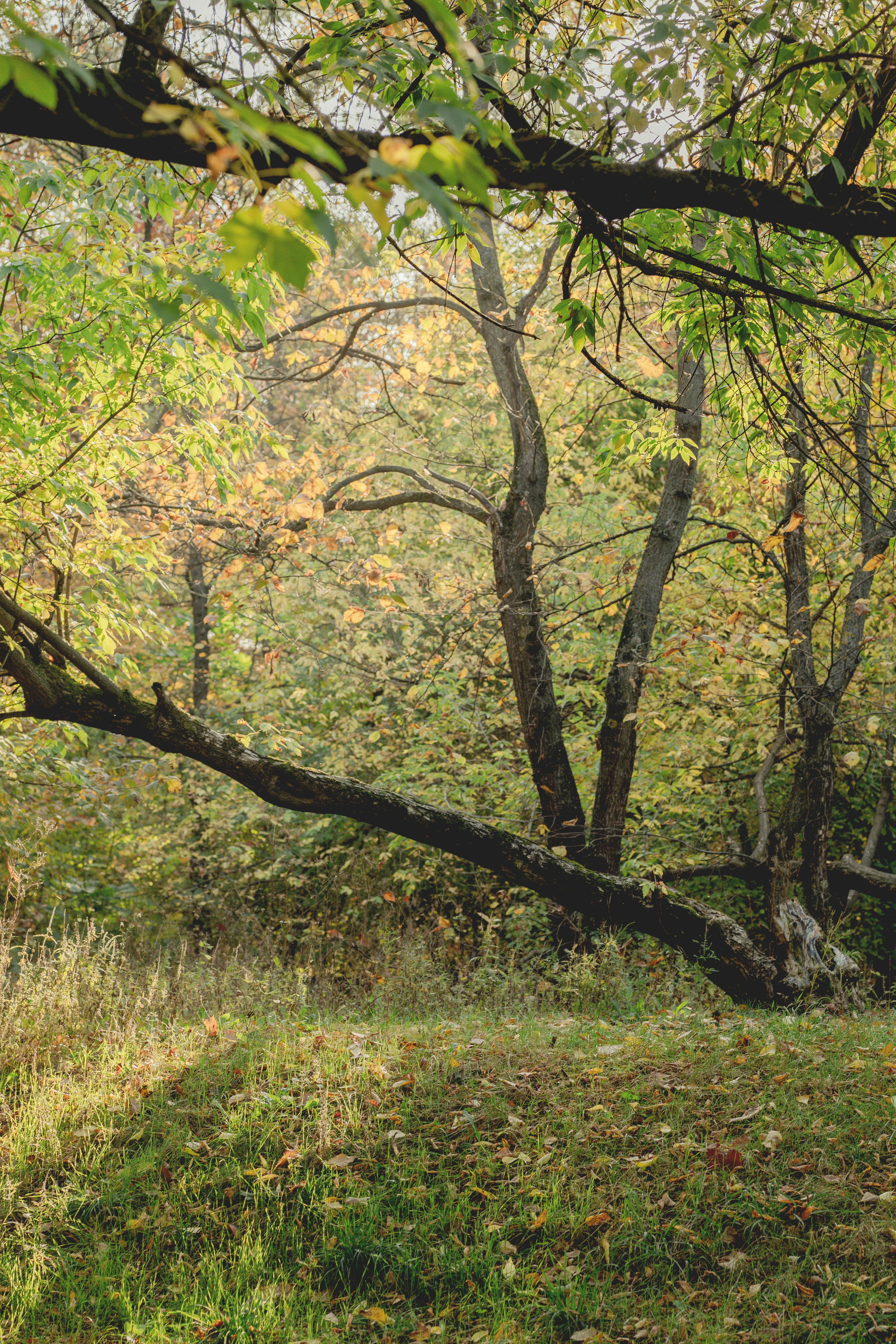 Ein umgestürzter Baumstamm, der sich über eine grasbewachsene Lichtung in einem sonnenbeschienenen Herbstwald erstreckt.