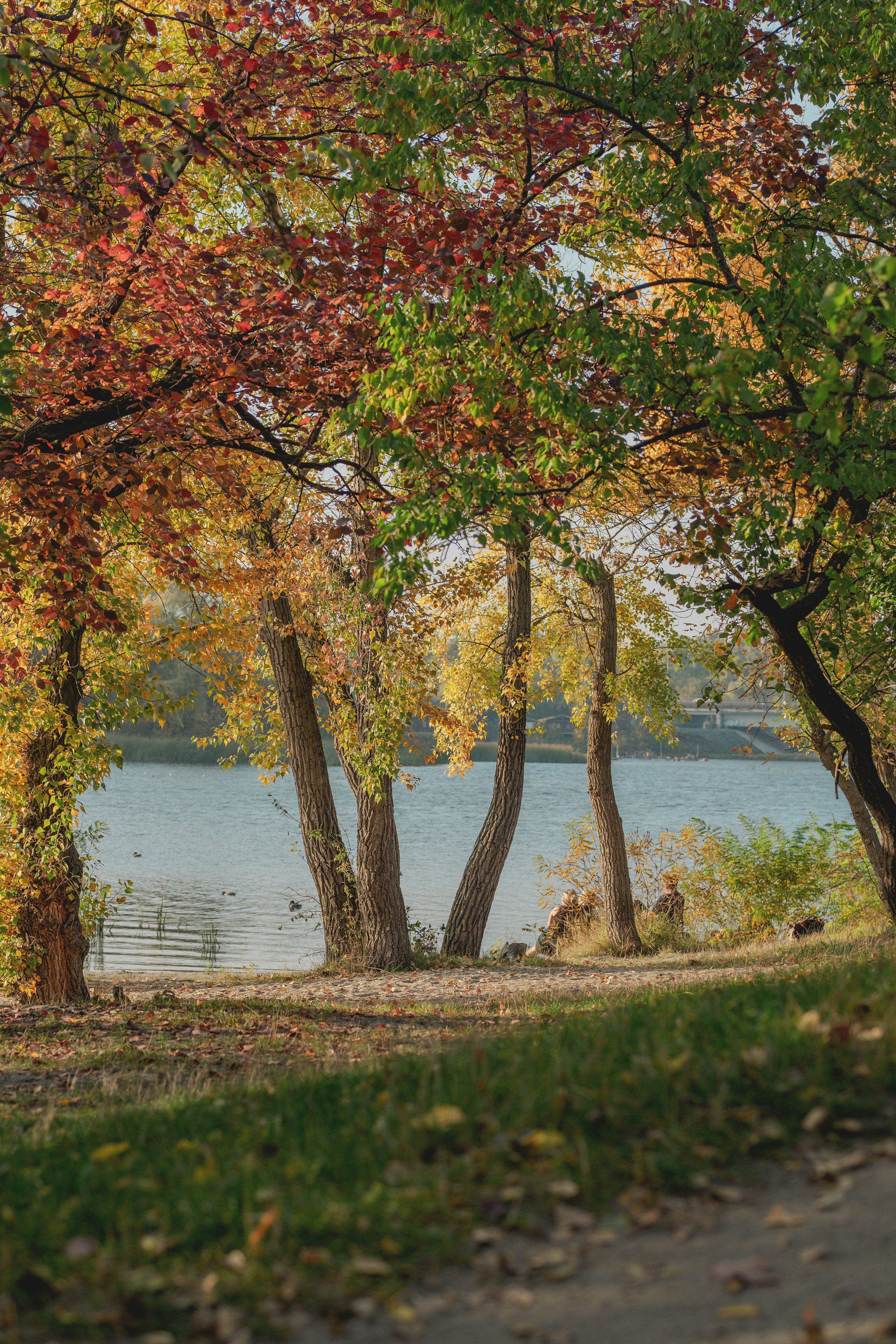 Herbstbäume mit roten und gelben Blättern entlang eines Flussufers mit sandigem Ufer