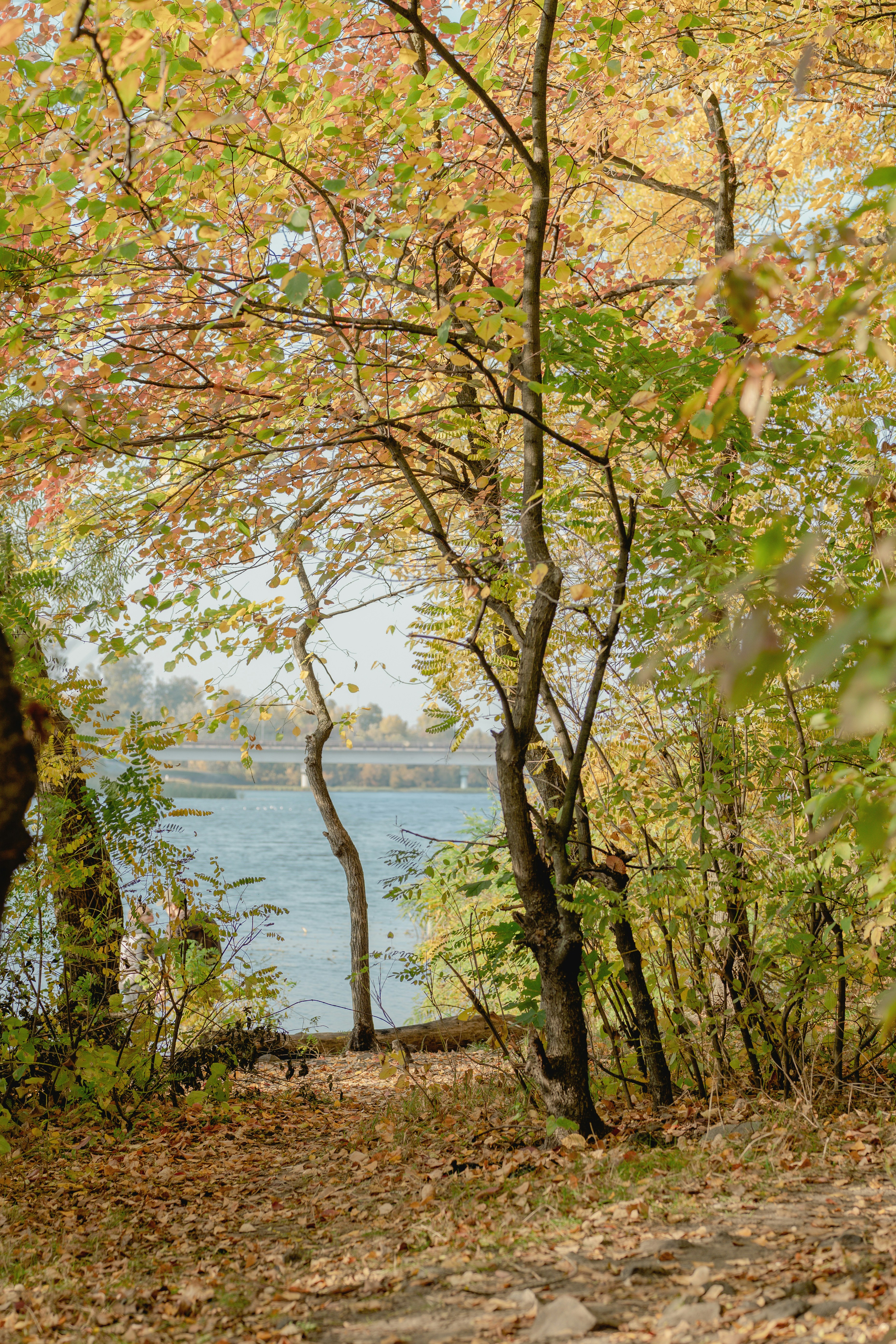 Herbstbäume mit gelben und grünen Blättern, die einen Blick auf einen Fluss und eine Brücke einrahmen