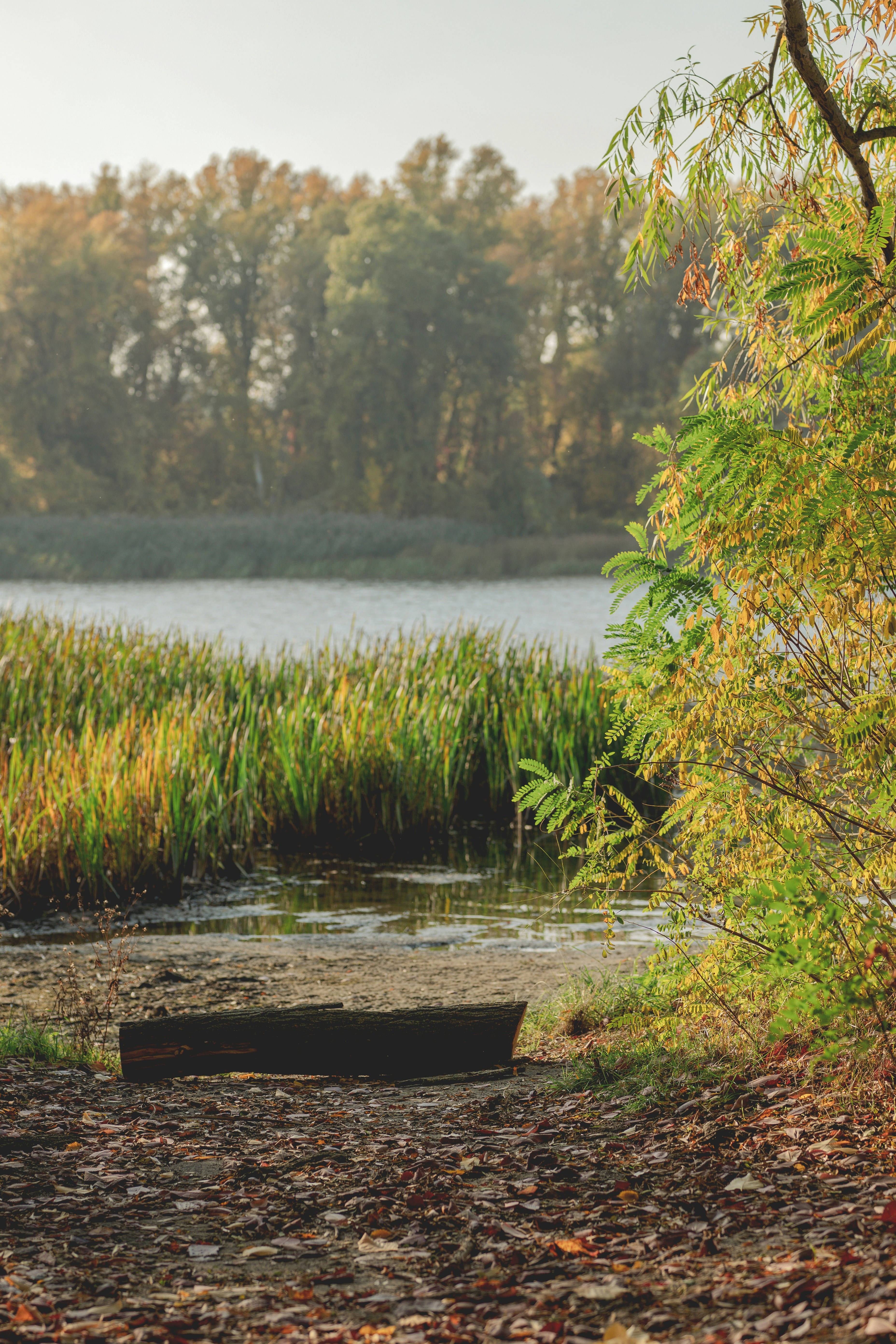 Ein umgestürzter Baumstamm an einem schlammigen Flussufer mit hohen Schilfrohren und Herbstbäumen