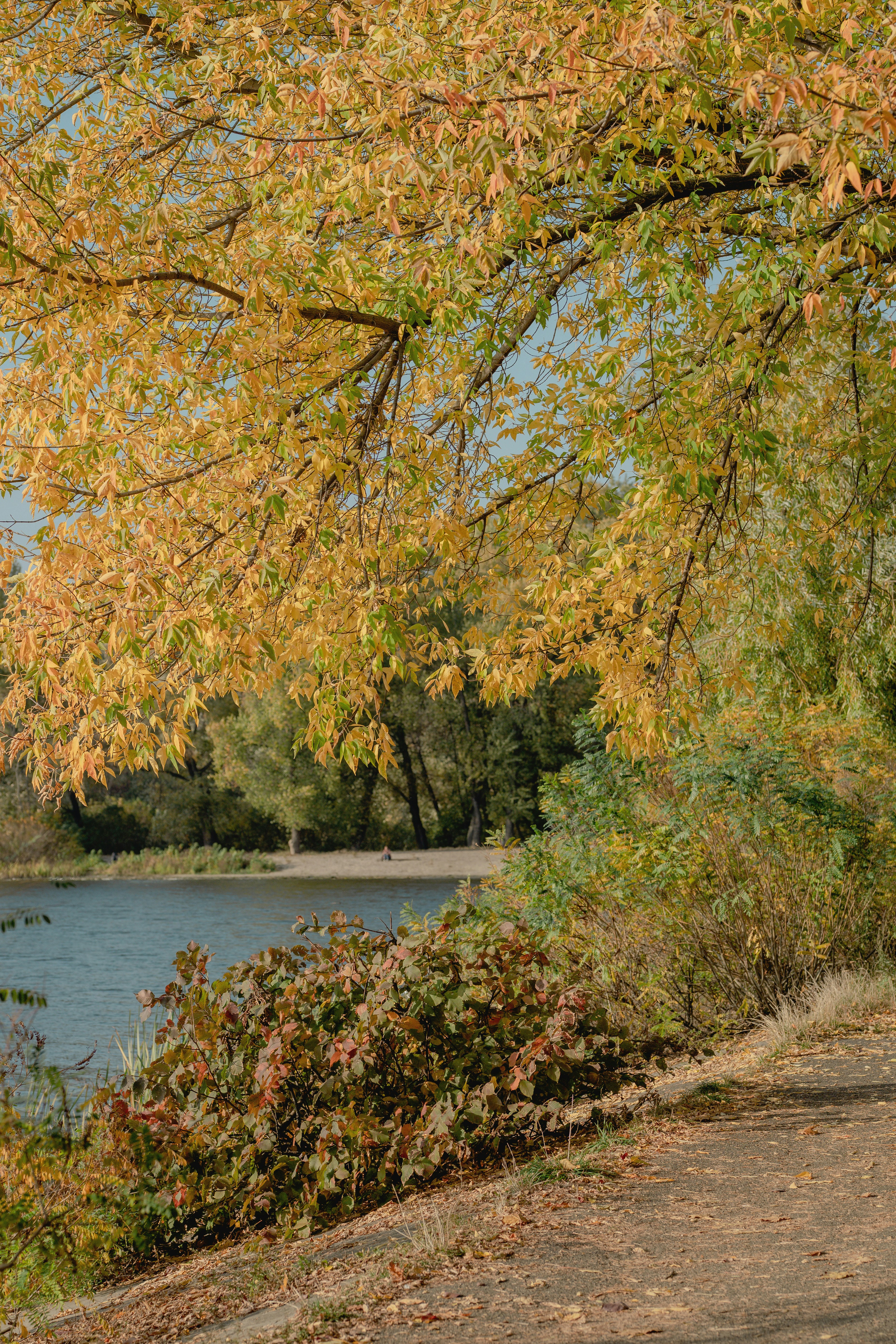 Herbstbäume mit gelben und grünen Blättern, die über einen ruhigen Fluss und ein sandiges Ufer ragen