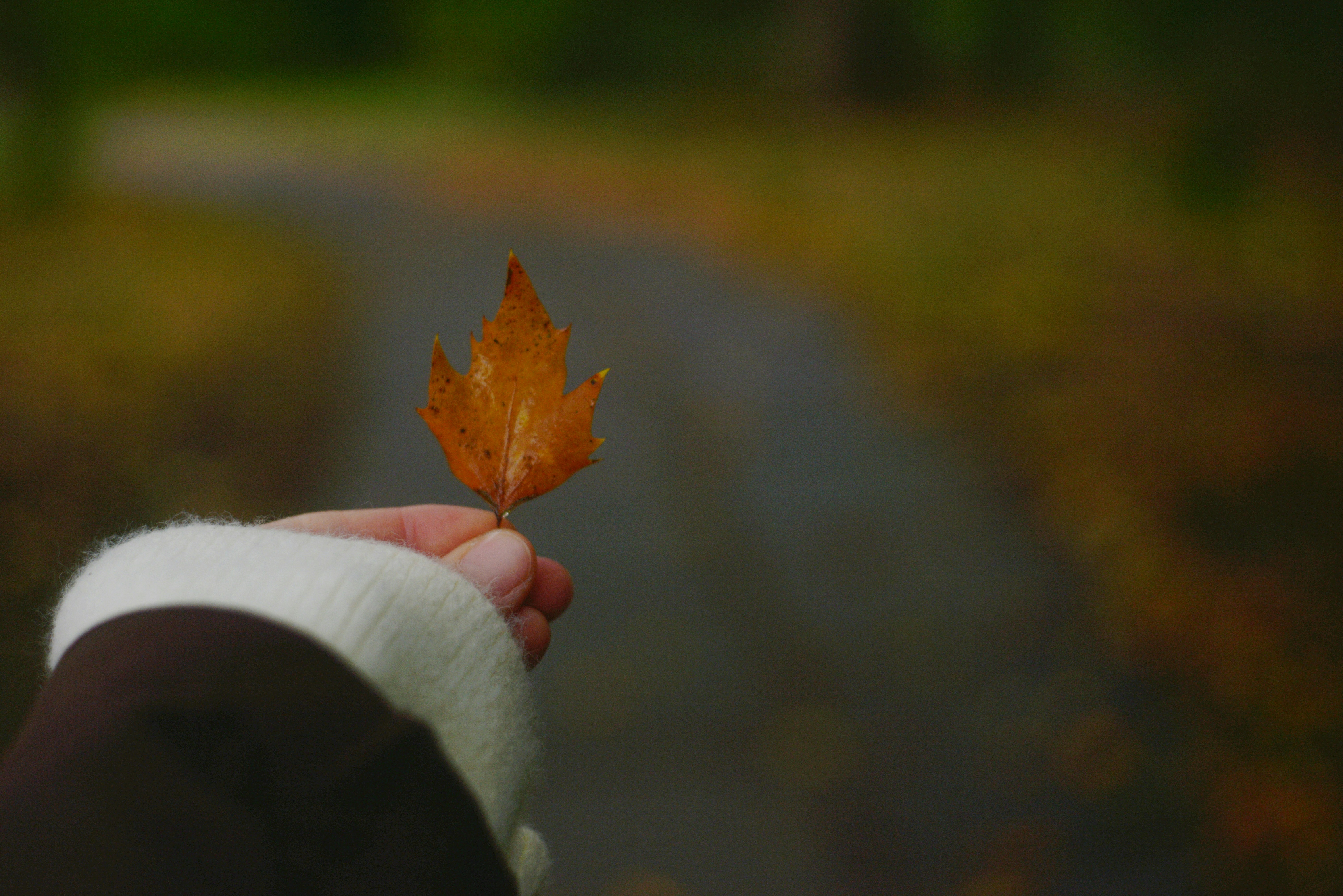 A hand in a white knitted sleeve holding a single orange autumn leaf
