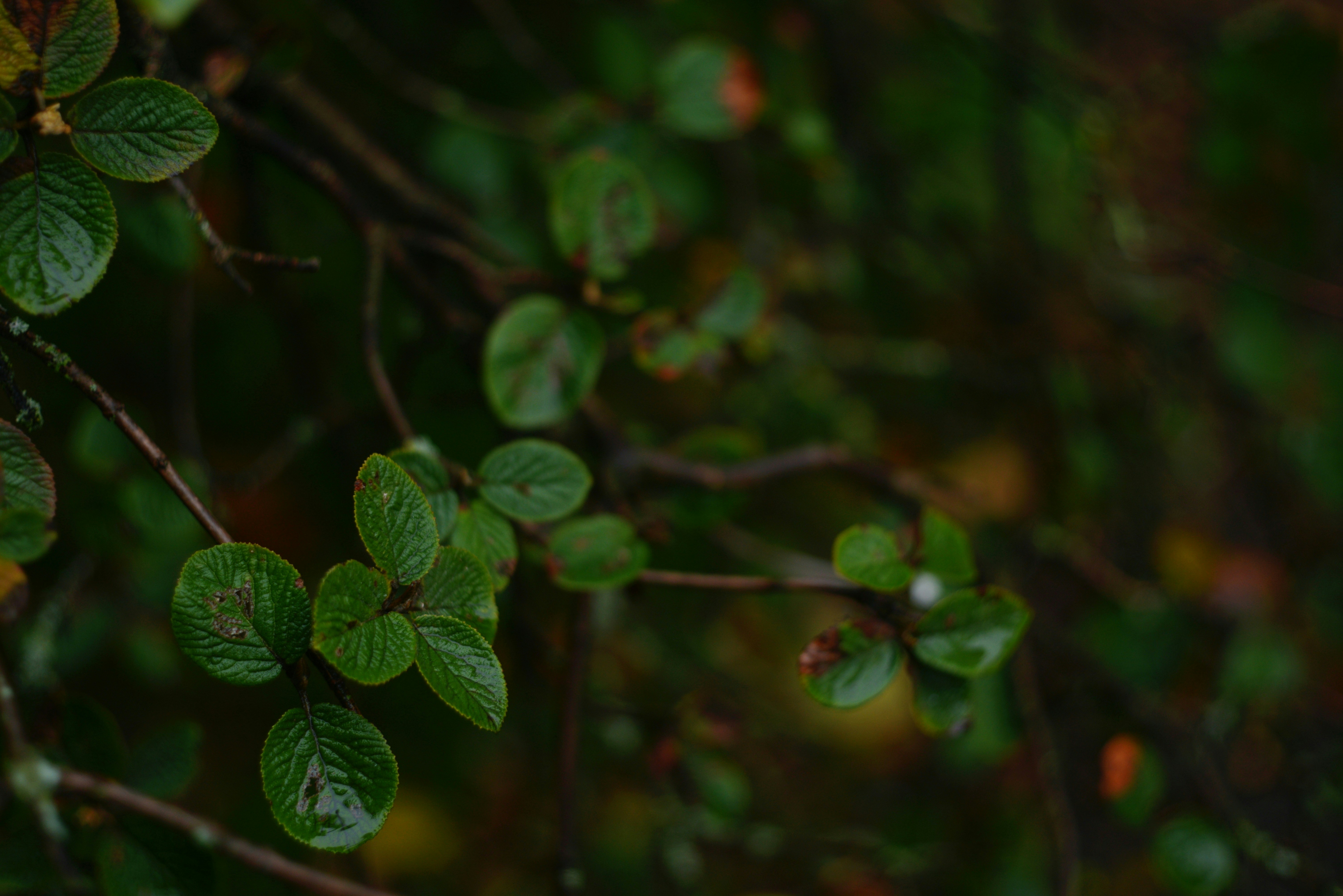Feuilles vertes avec veines texturées sur fines branches brunes dans une forêt sombre