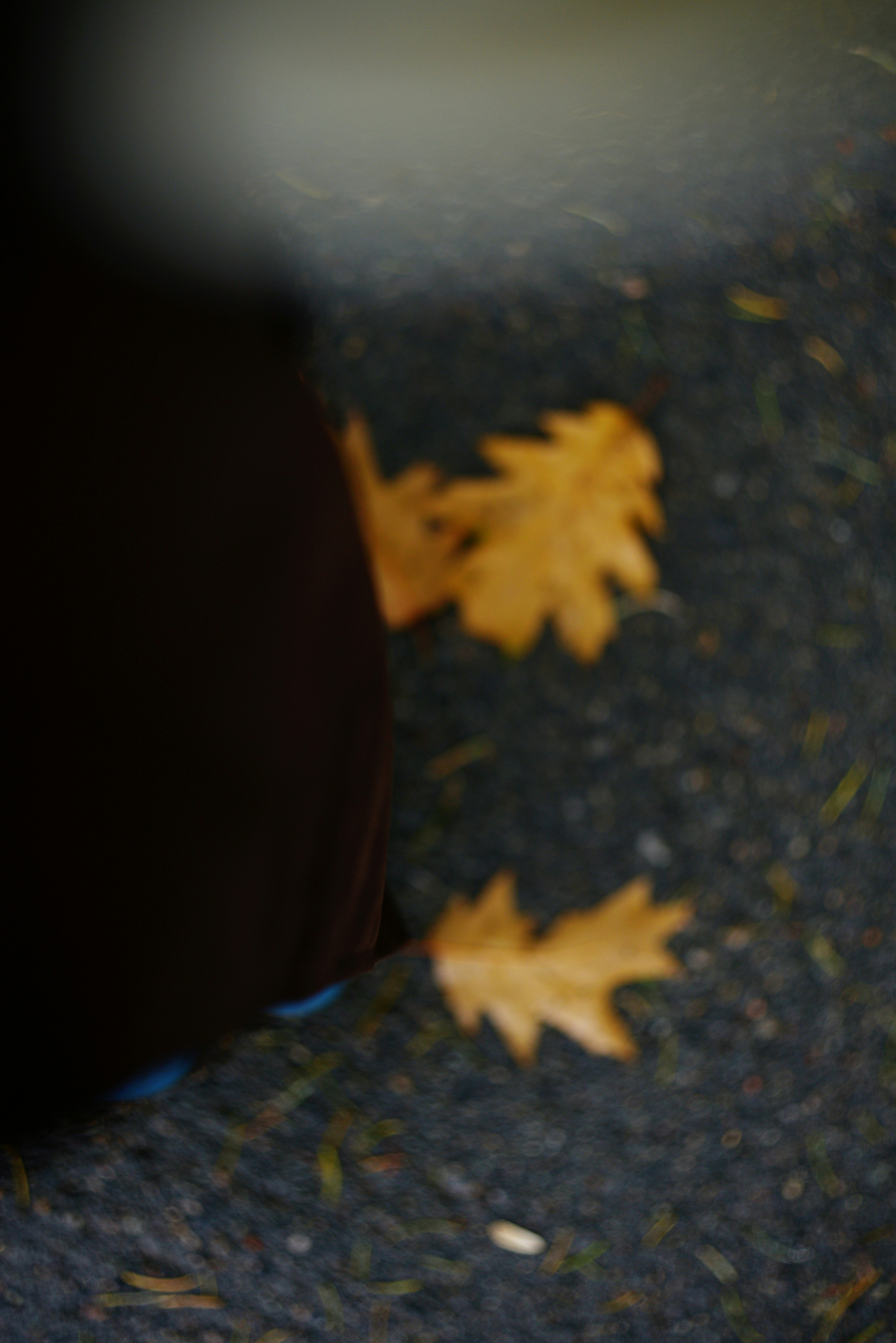 Une personne en manteau sombre debout près de feuilles de chêne jaune tombées sur l’asphalte