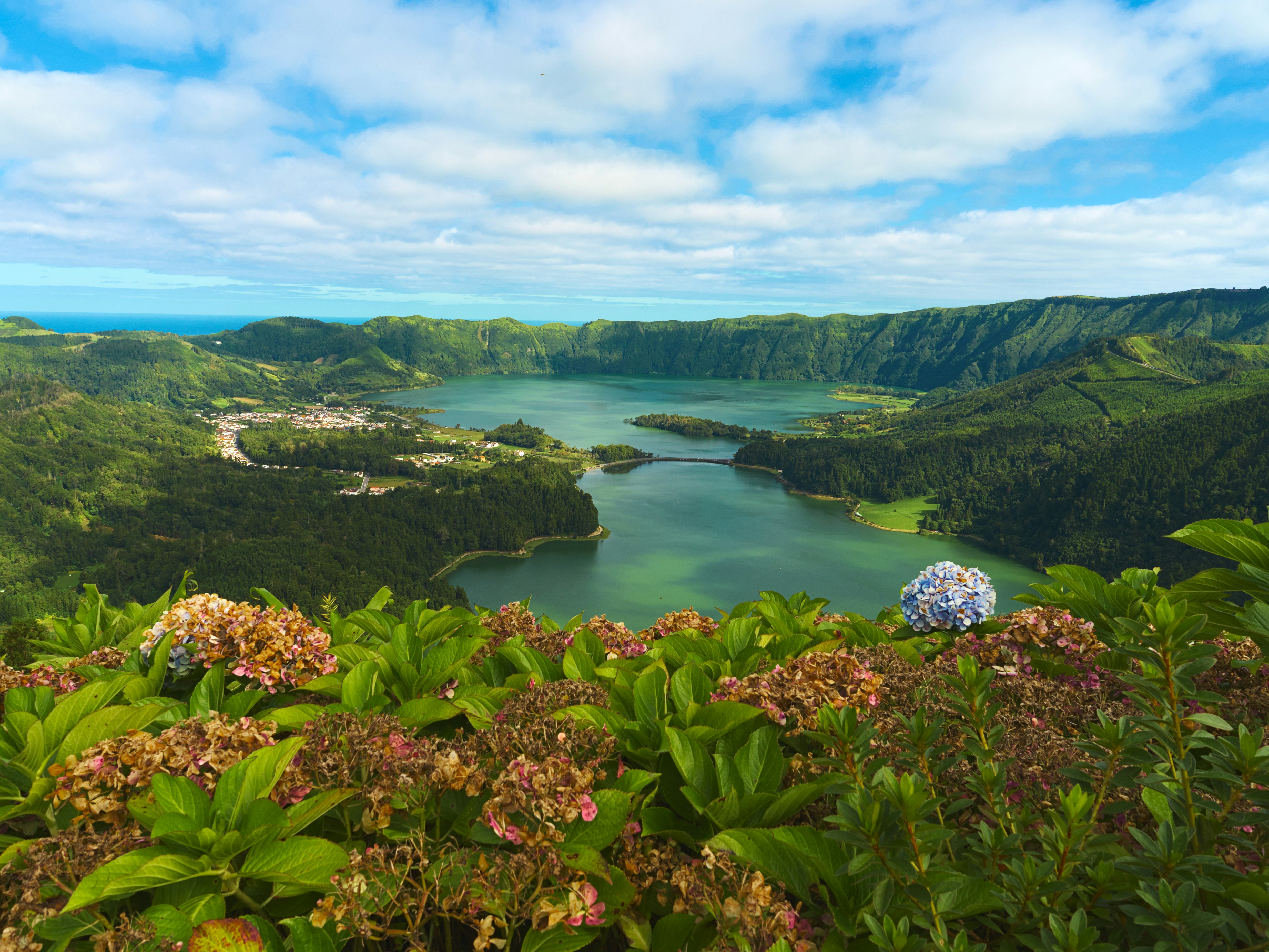 Hydrangeas overlooking Sete Cidades volcanic lakes - Free Photo on Unsplash