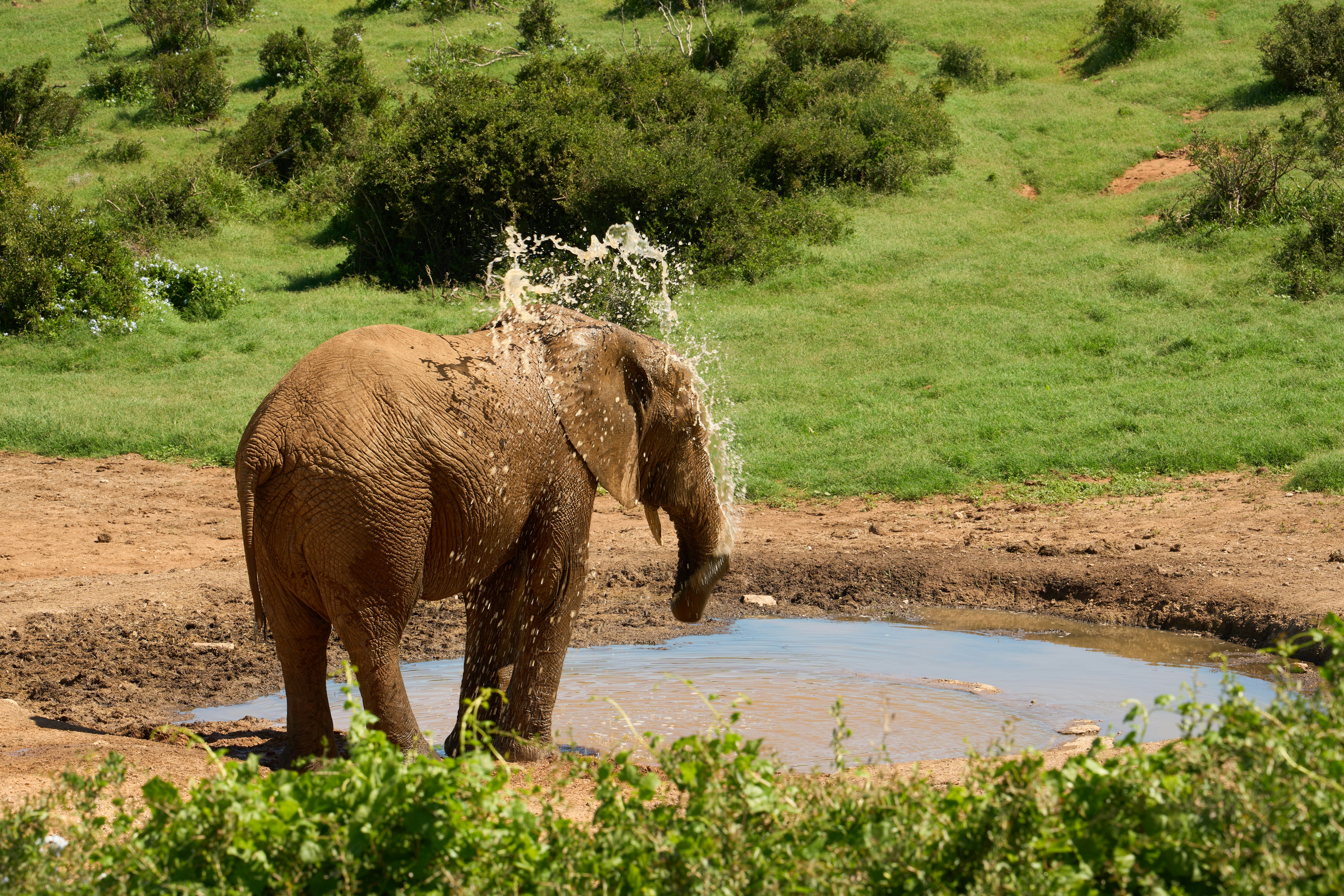 African elephant spraying water in pool - Free Photo on Unsplash