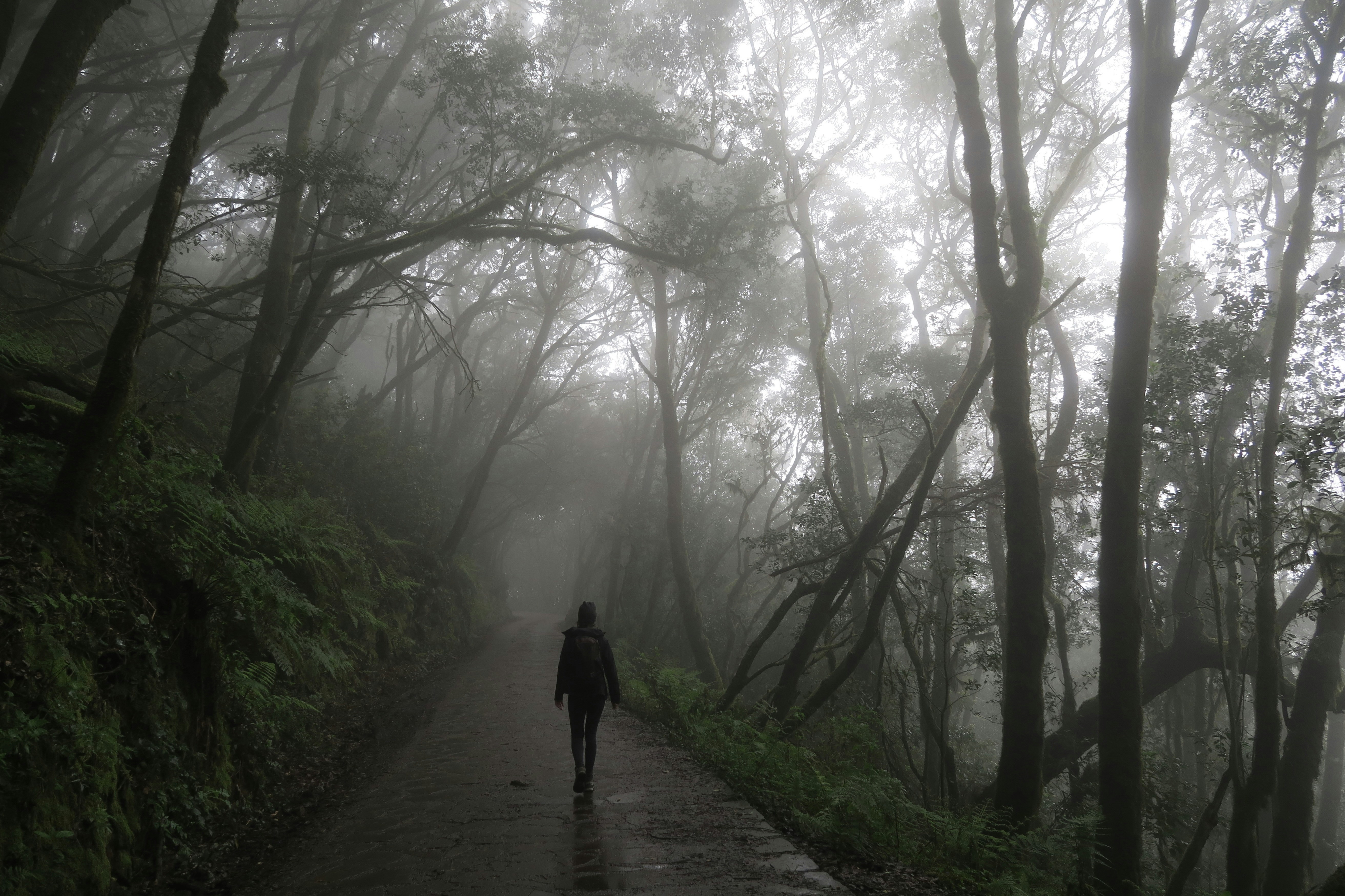 Person walking through misty forest path - Free Photo on Unsplash