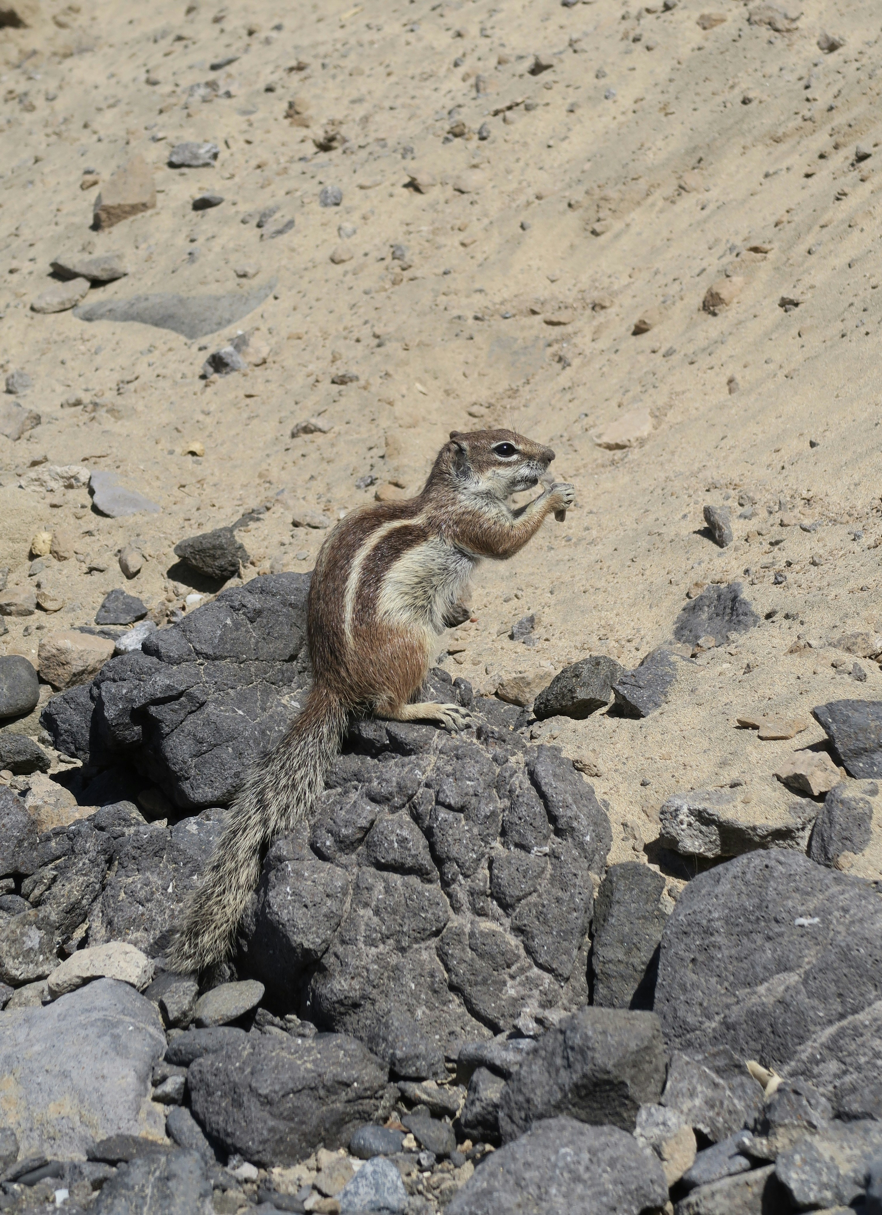 Barbary ground squirrel on volcanic rock - Free Photo on Unsplash