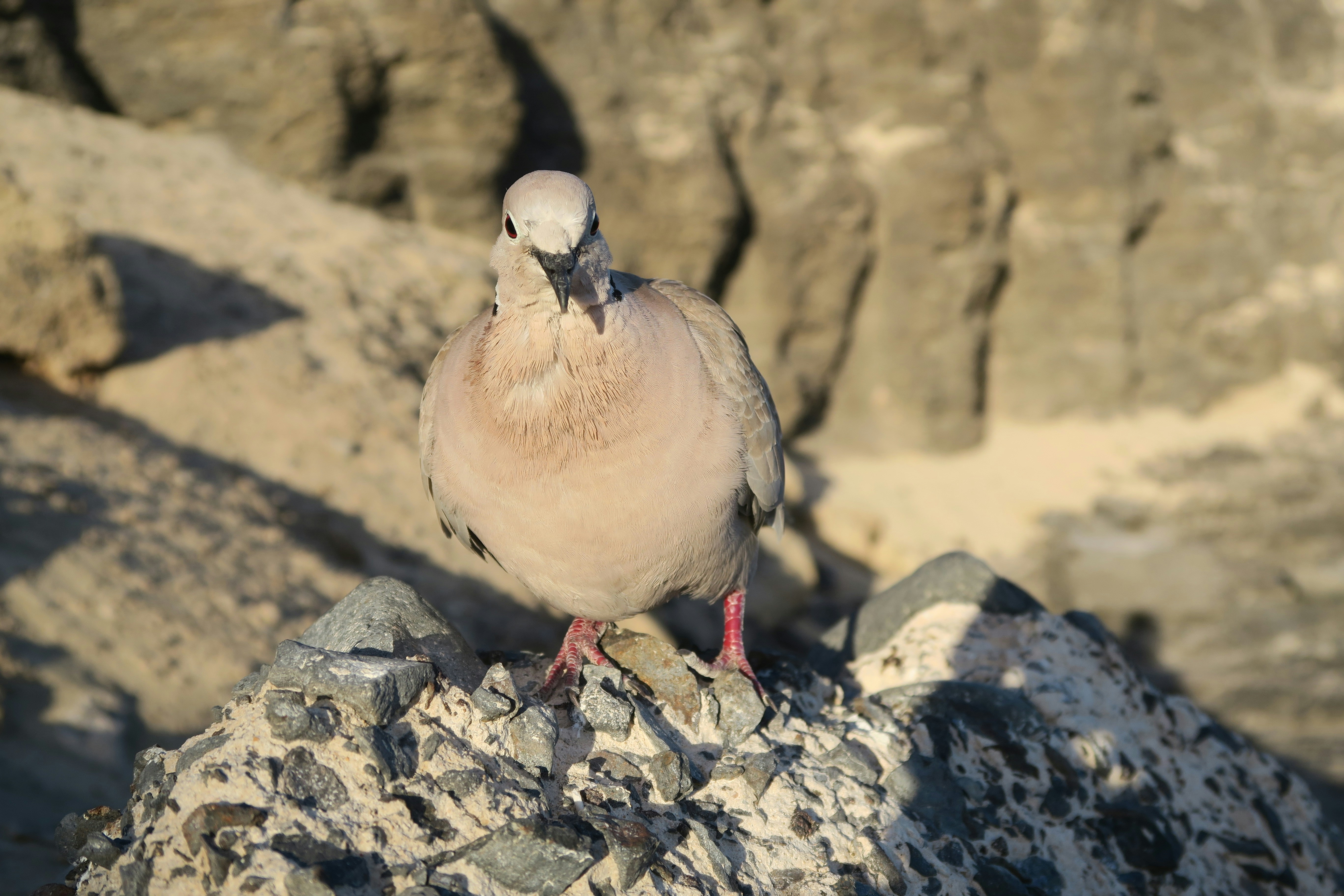 A collared dove standing on a rocky outcrop in warm sunlight