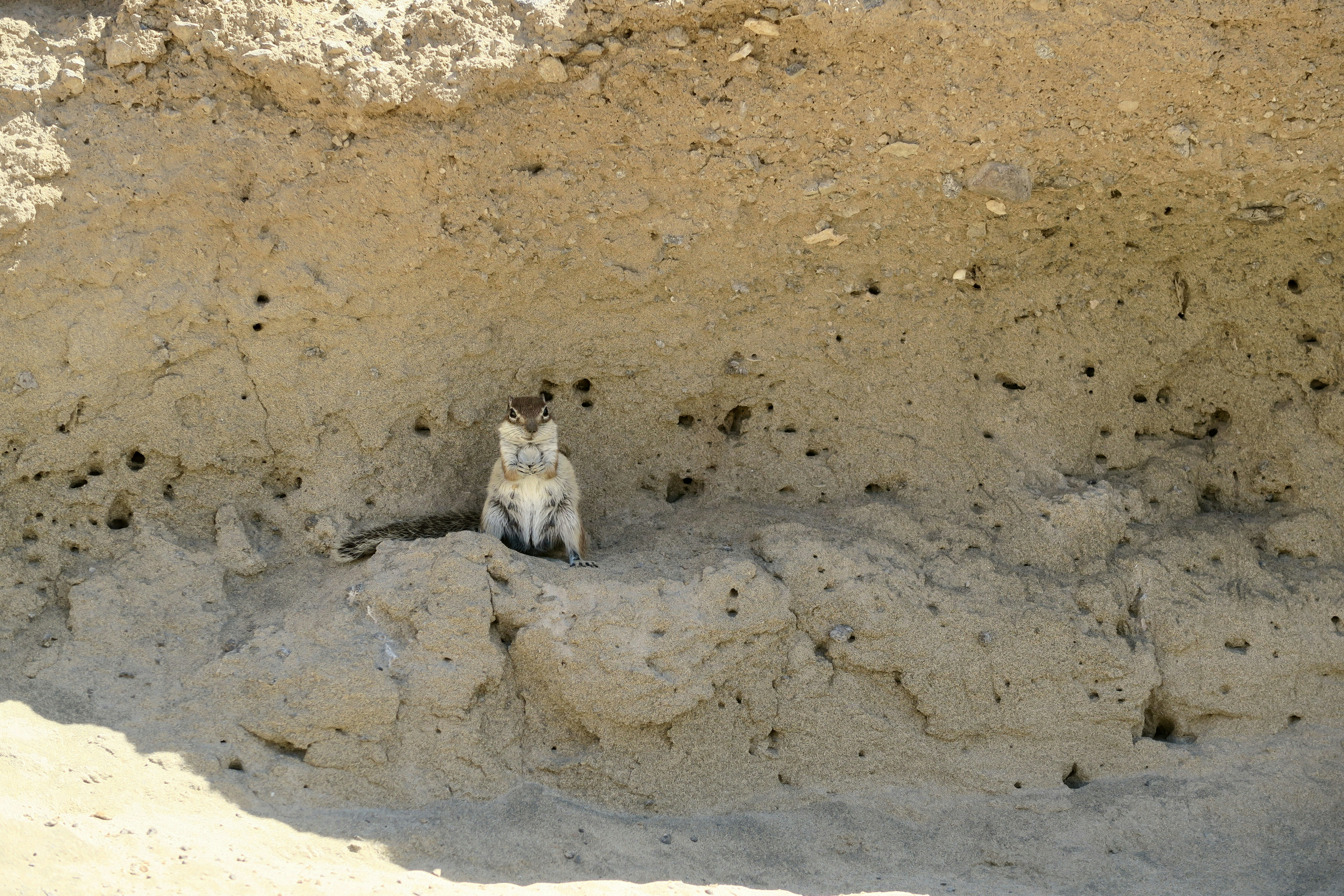 A ground squirrel sitting in a small sandy burrow in a cliff face