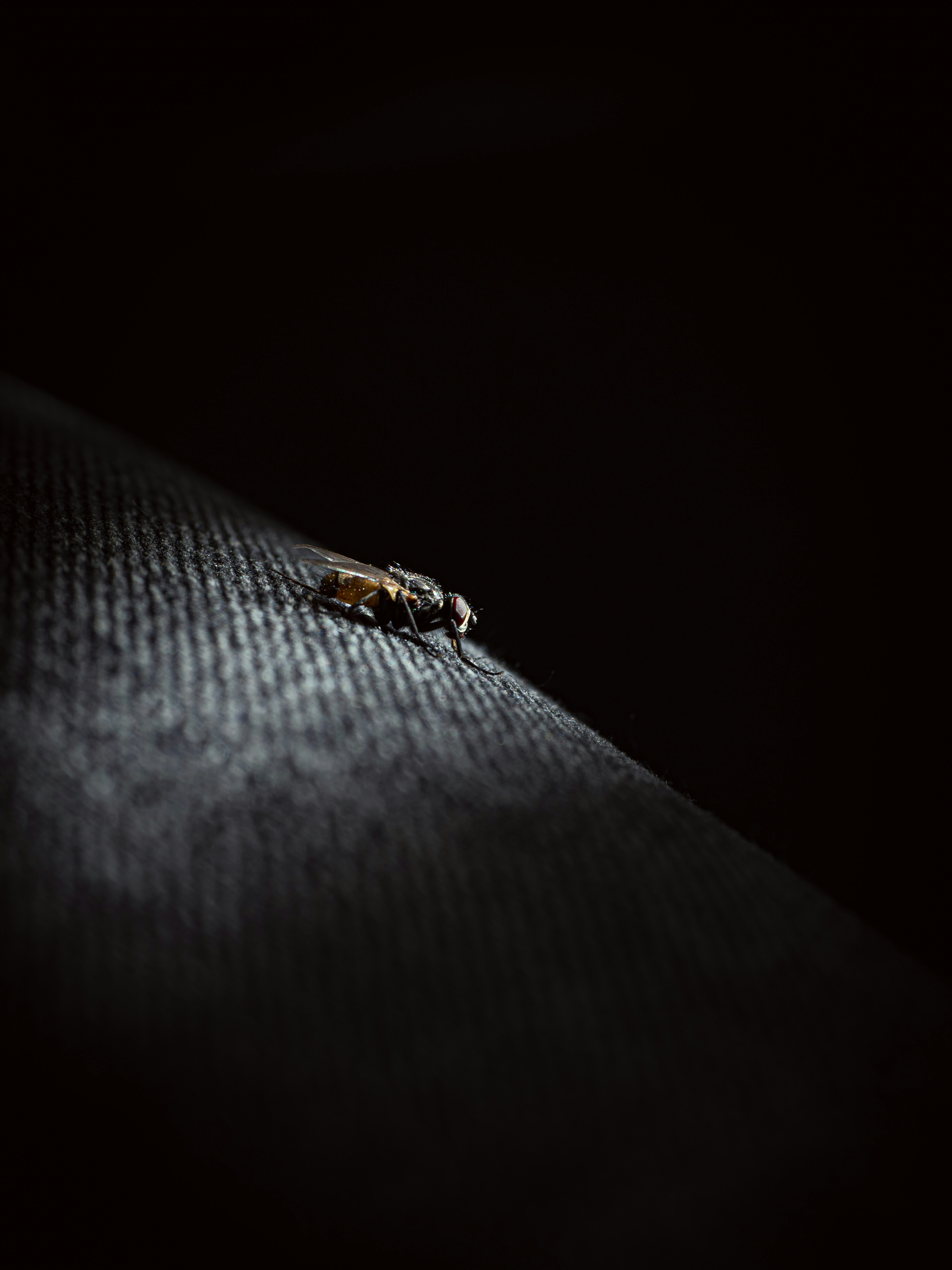 A housefly on a dark textured fabric surface in macro view