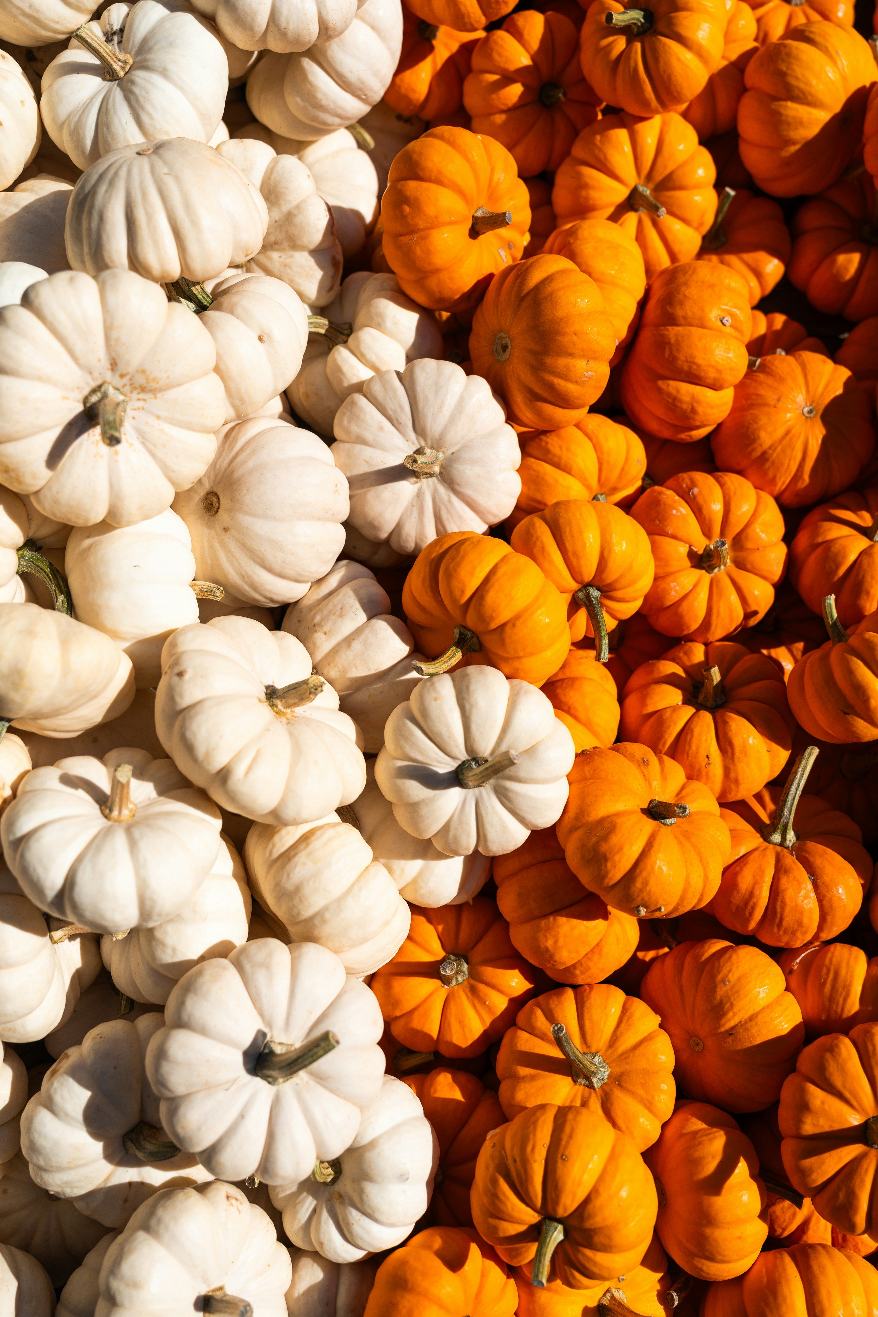 A large pile of white and orange pumpkins in bright sunlight