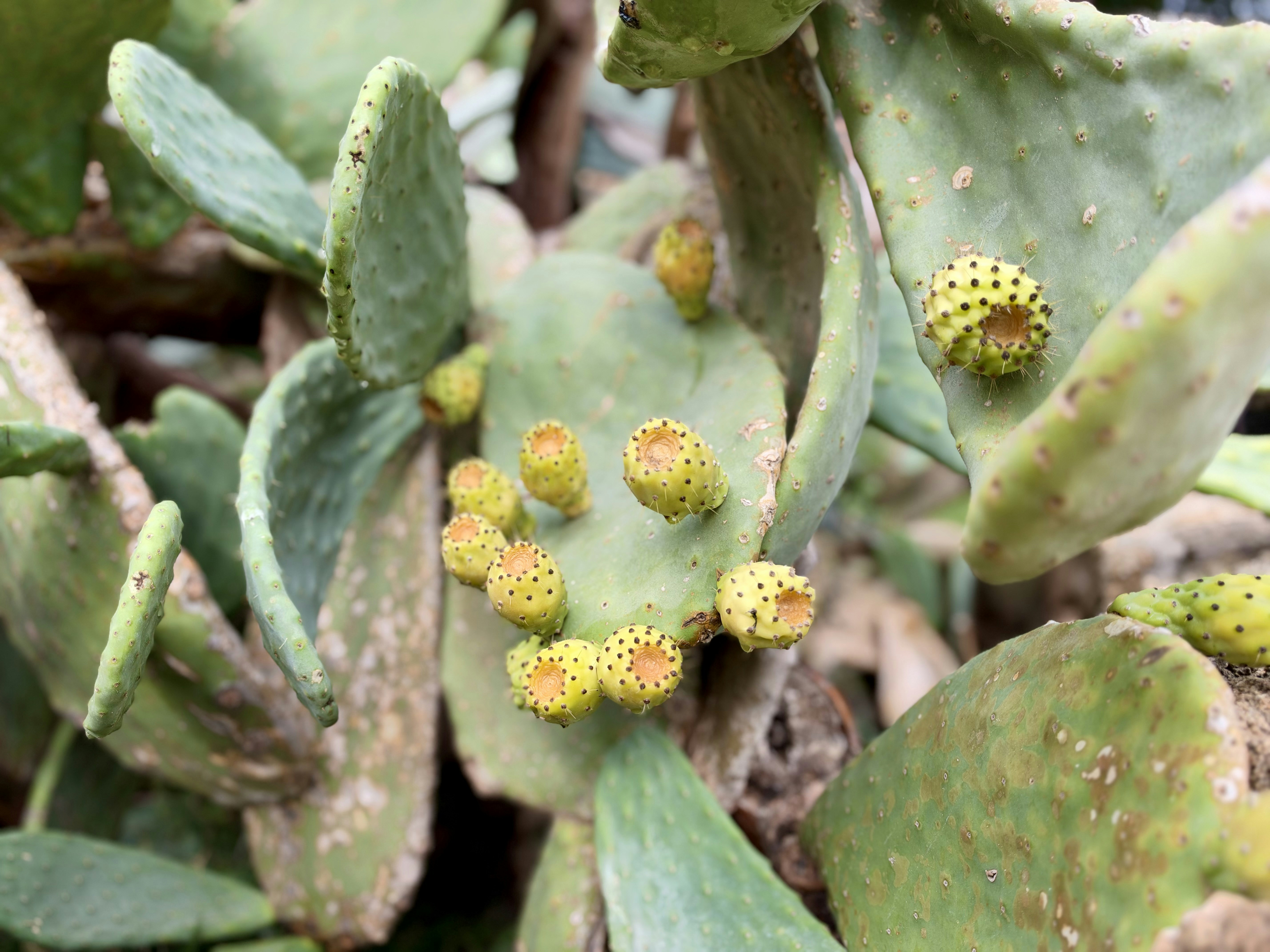 Un cactus figuer de Barbarie avec des coussinets verts et de petits fruits jaunes