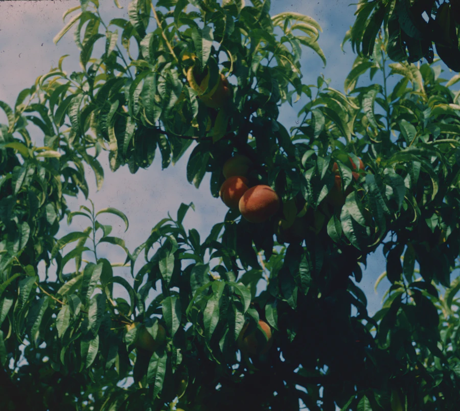 Orange tree foliage