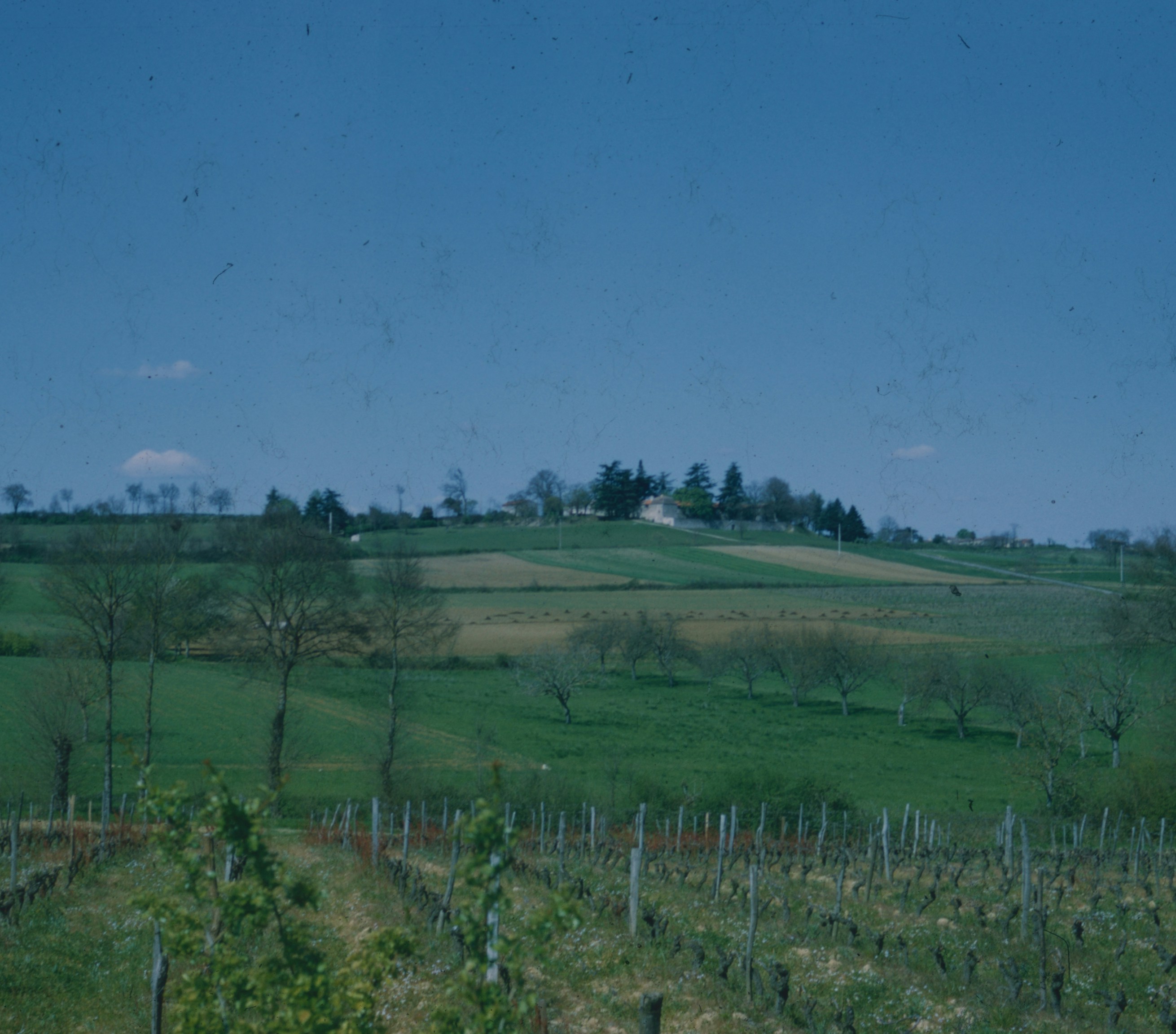 Vineyard with rolling green hills - Free Photo on Unsplash