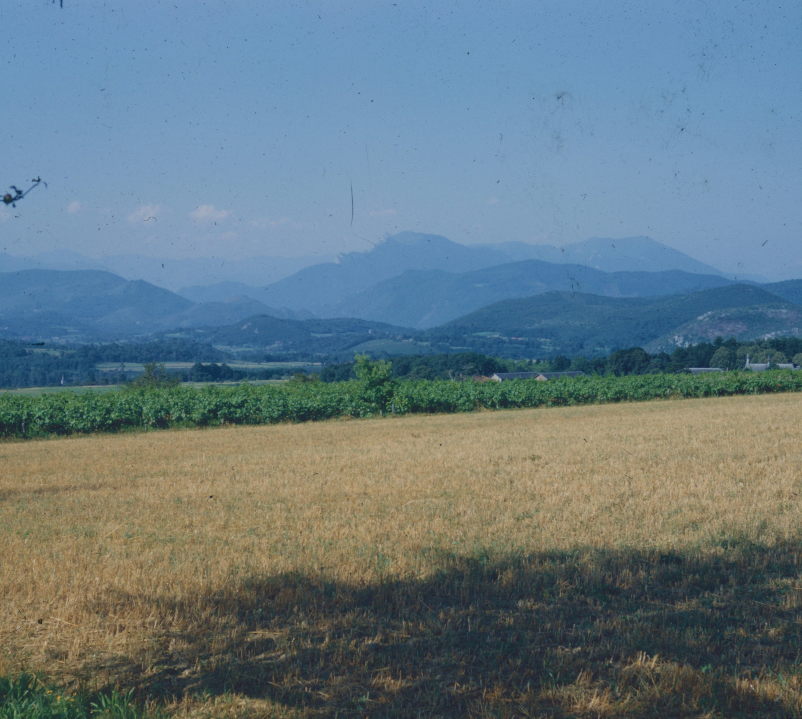 A golden wheat field in the foreground with a vineyard and distant blue mountains