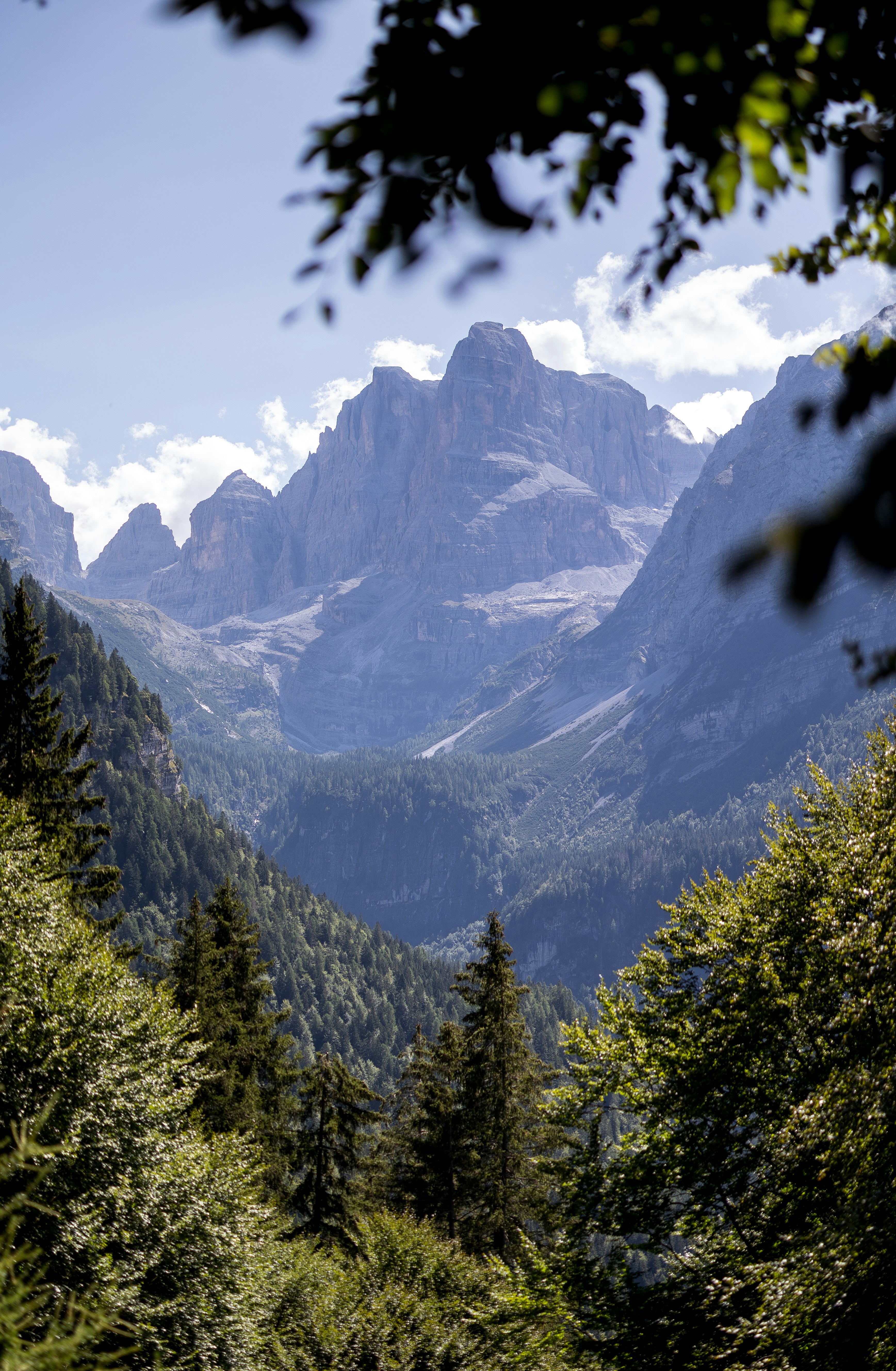 A deep valley framed by pine trees leading to jagged rocky mountain peaks