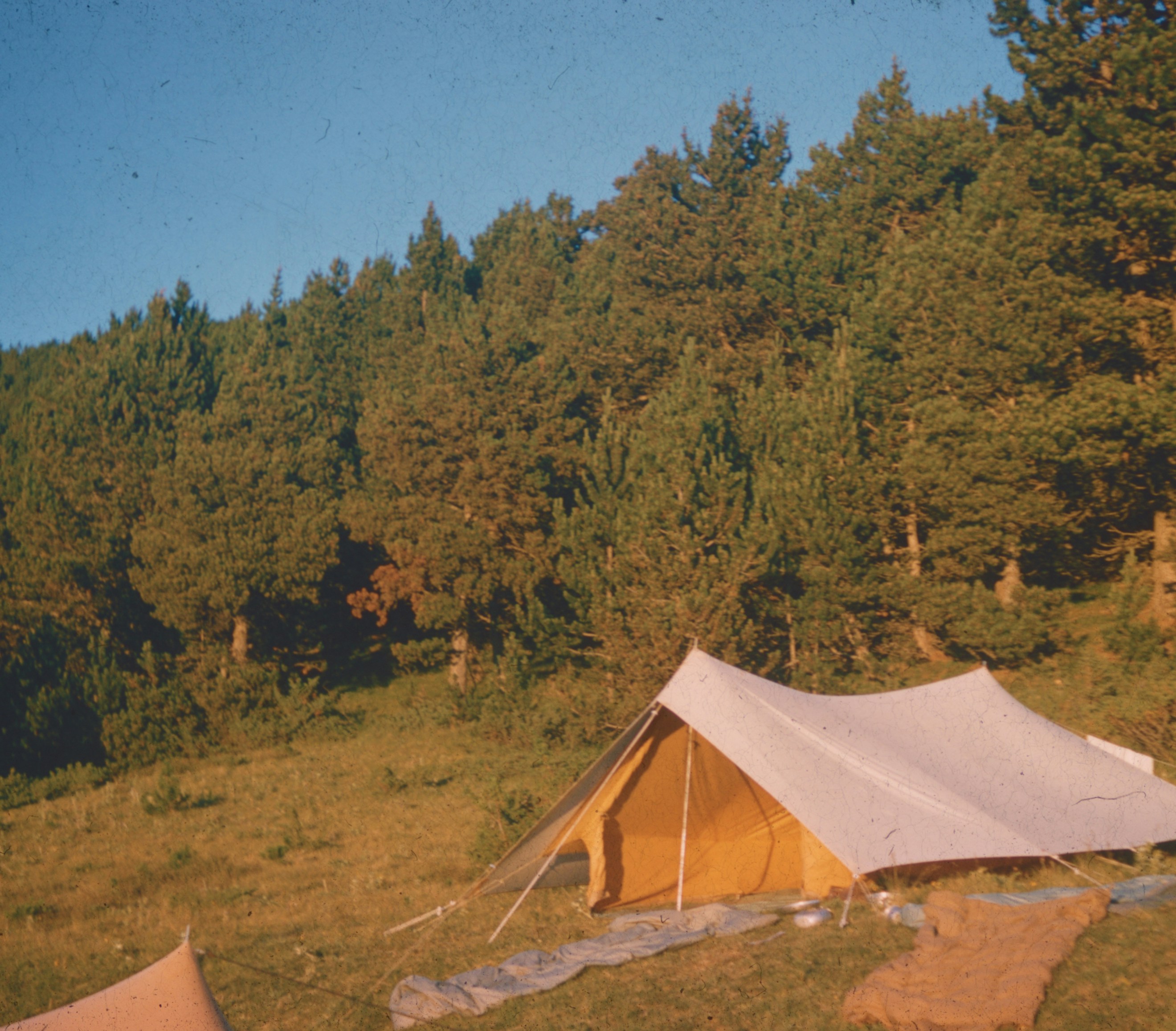 A white canvas tent on a grassy hillside in front of a dense pine forest