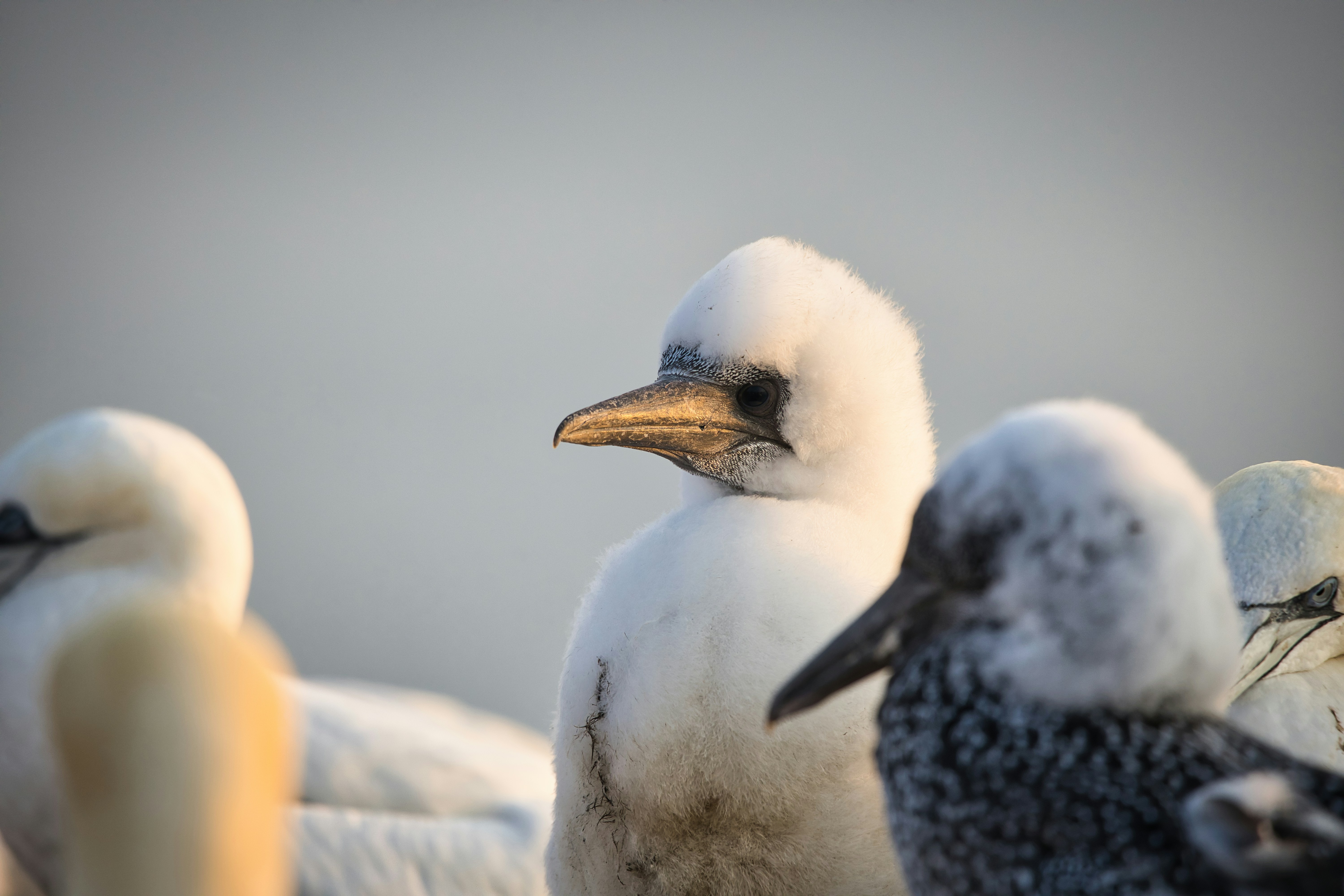 A fluffy white northern gannet chick among other gannets in soft golden light