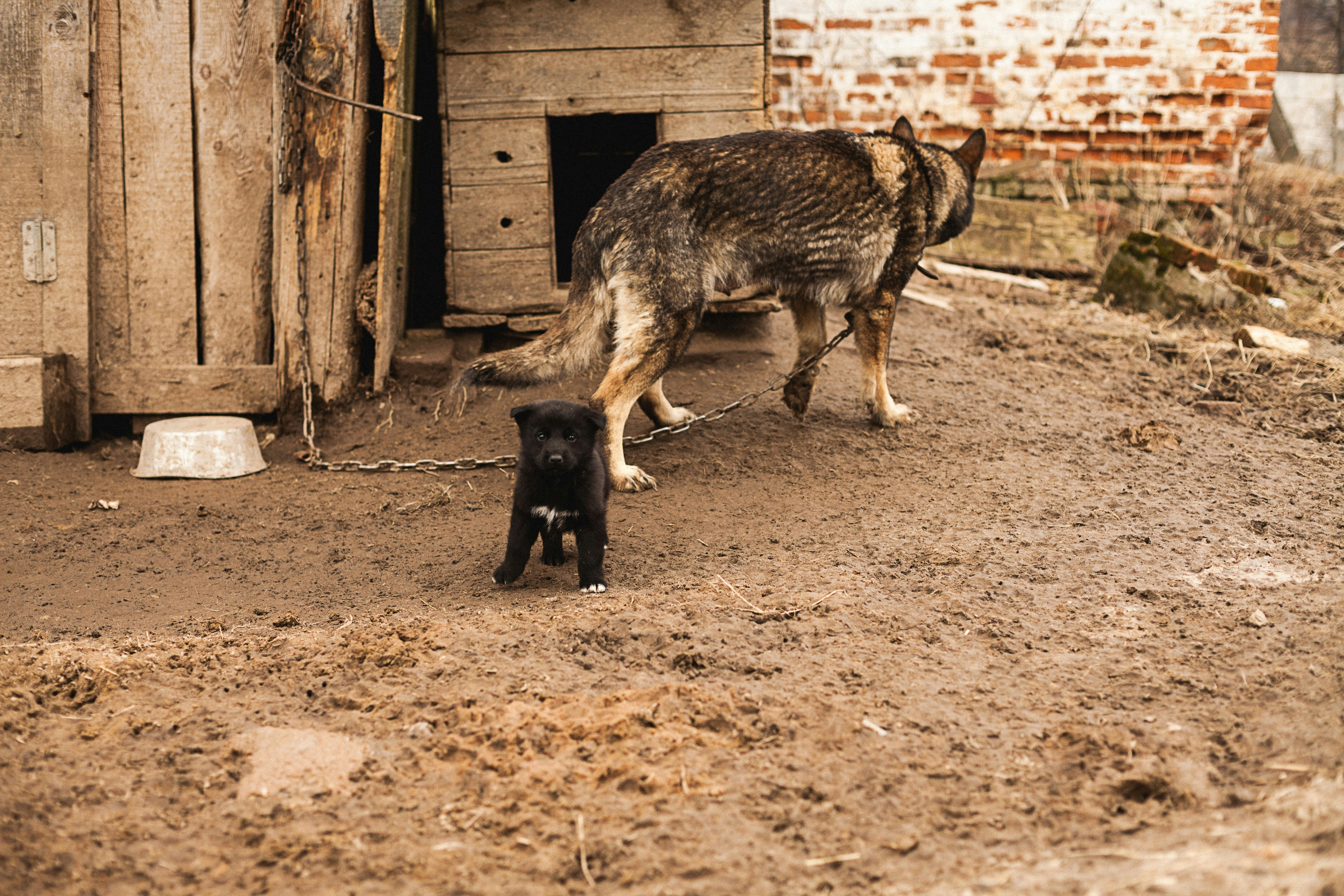 A small black puppy standing in mud near a chained adult dog and wooden kennel