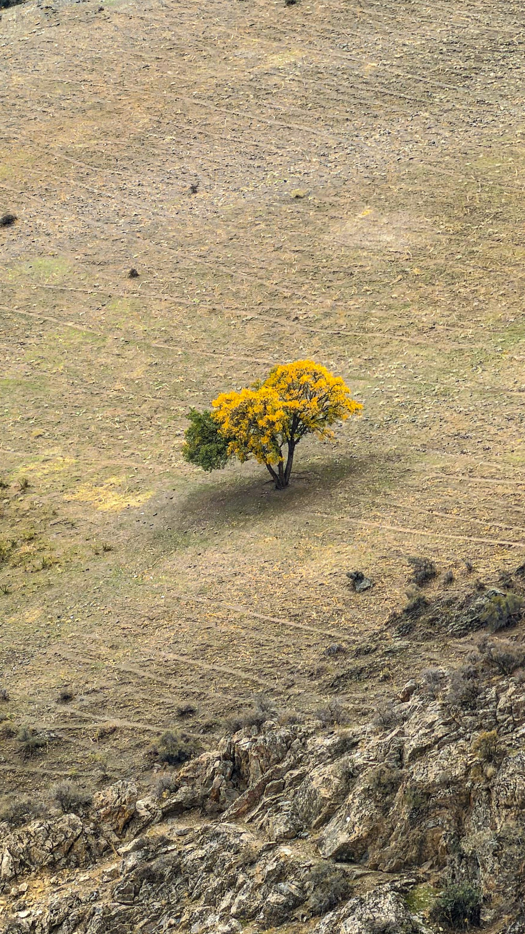 A lone tree with yellow and green leaves on a dry, grassy hillside