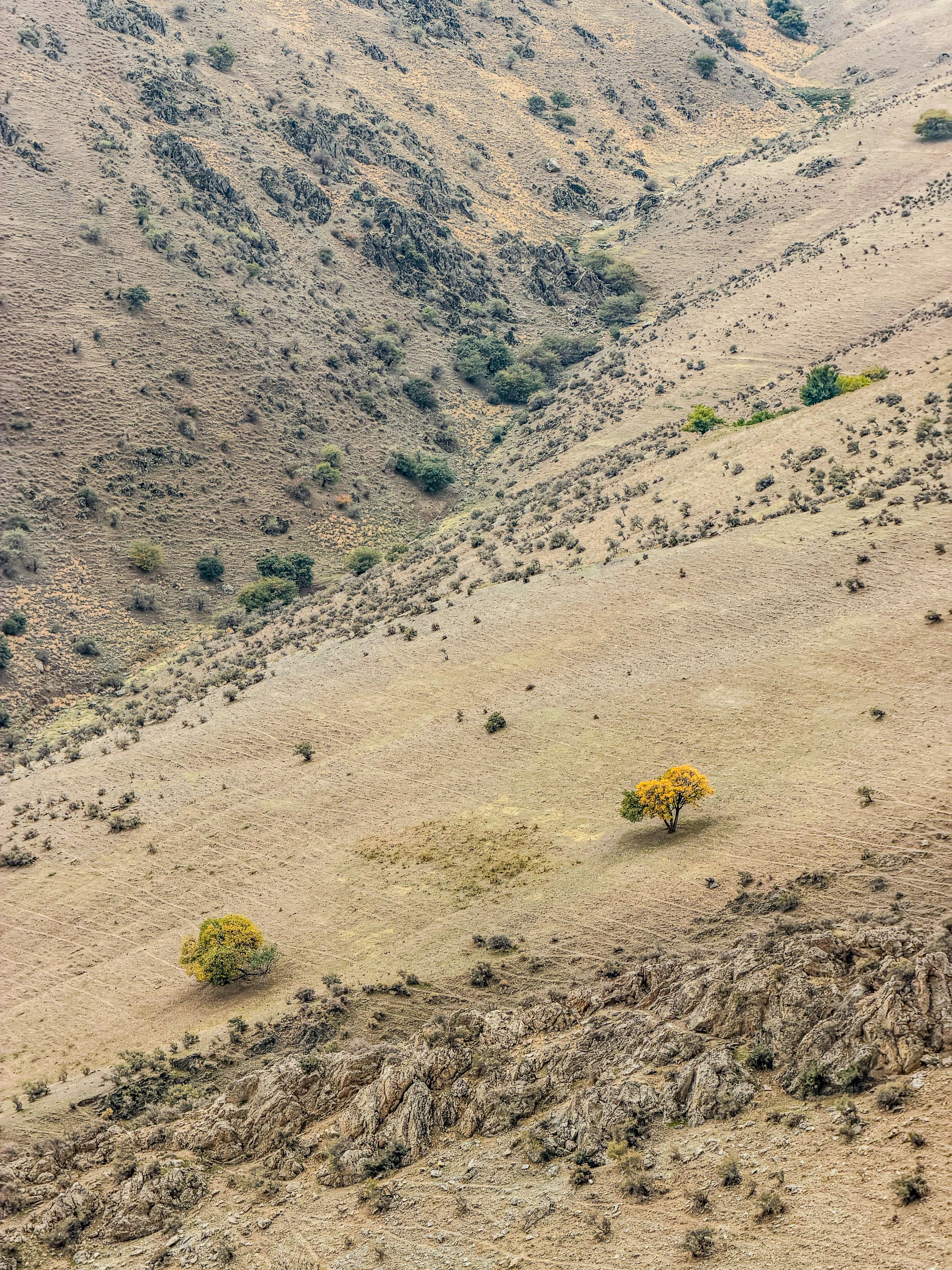 Two yellow trees on a dry, grassy hillside with rocky terrain and sparse shrubs