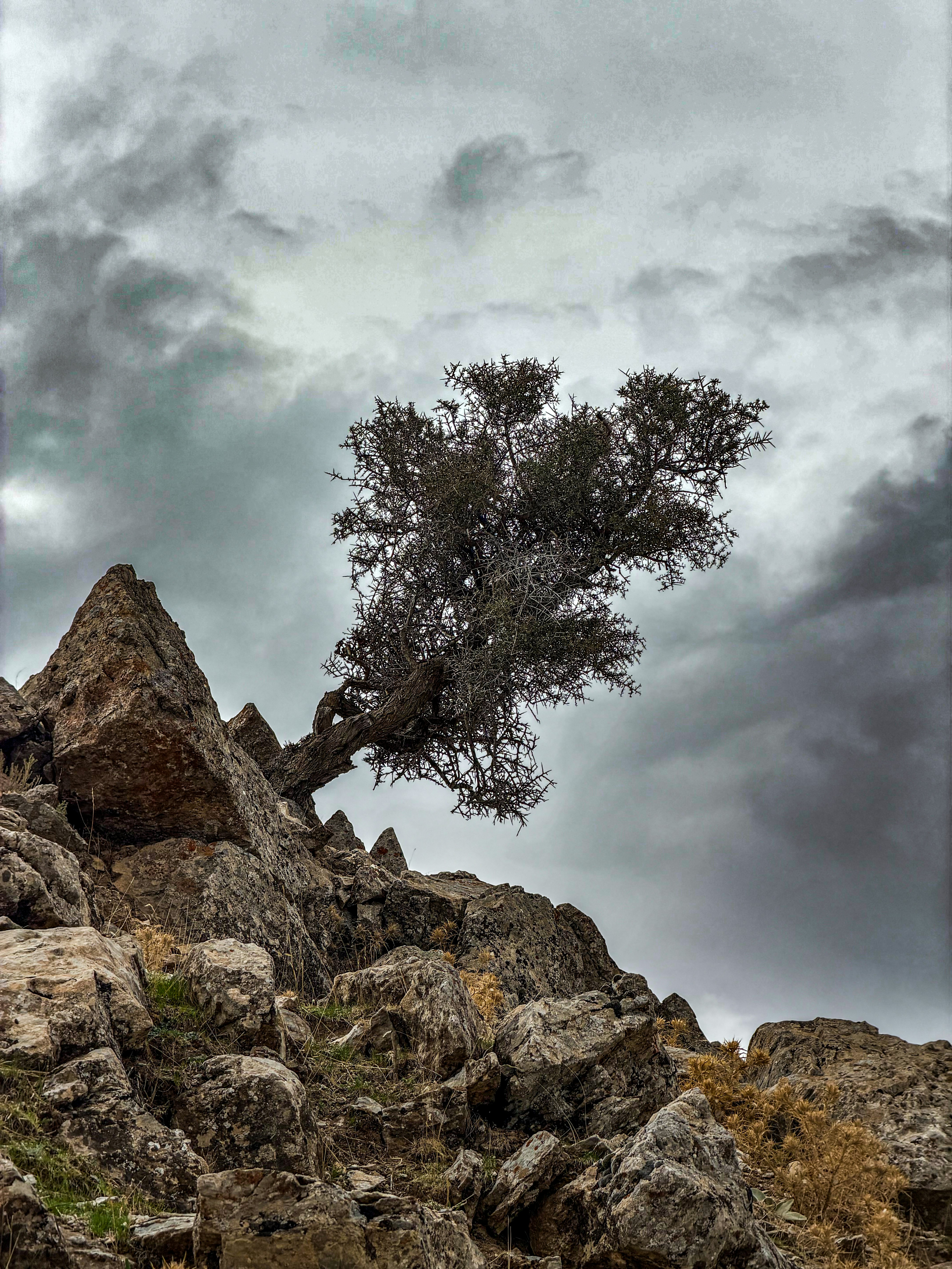 A lone tree growing from a rocky outcrop under a dark cloudy sky