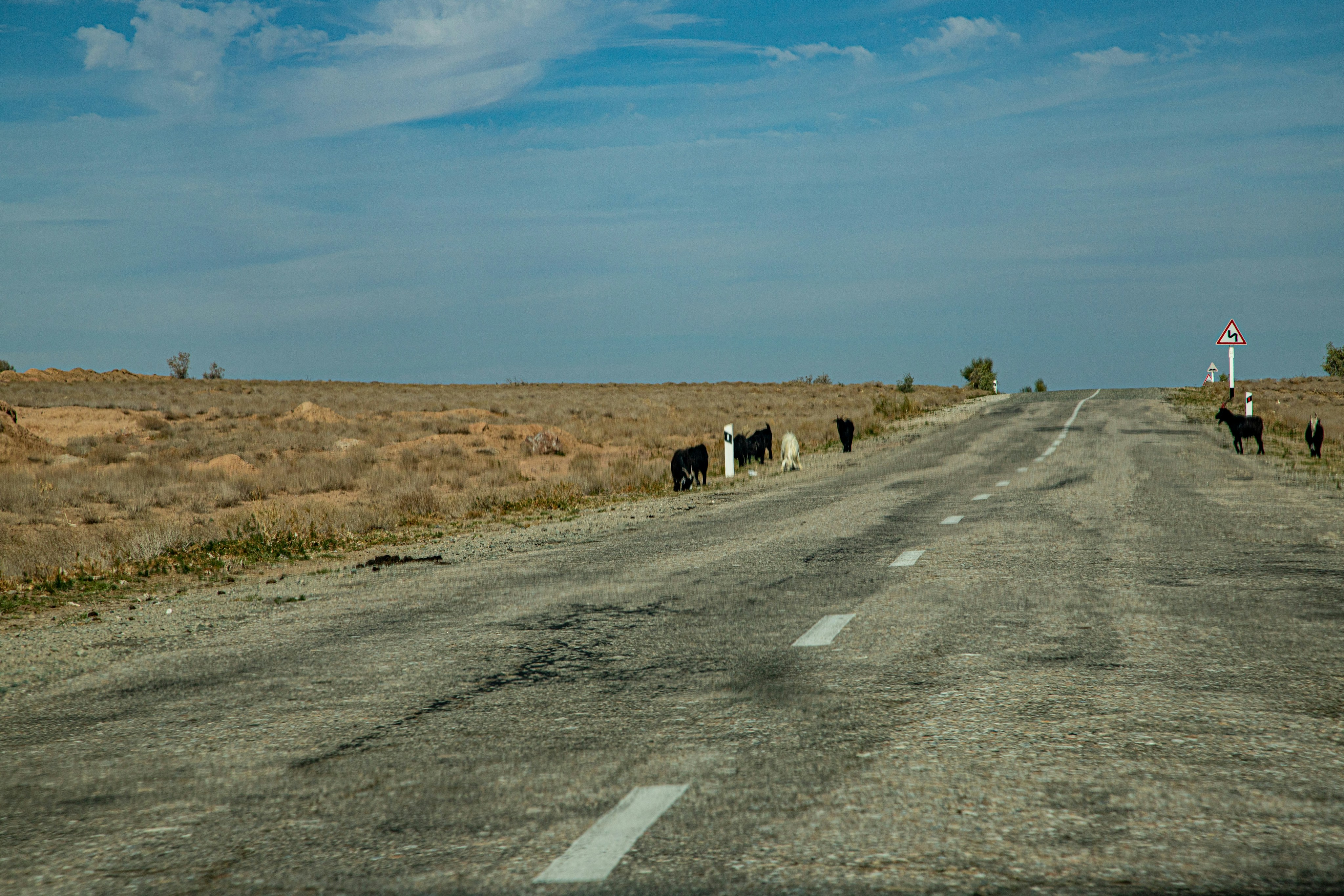 Goats grazing along the edge of a desolate asphalt road in a dry landscape