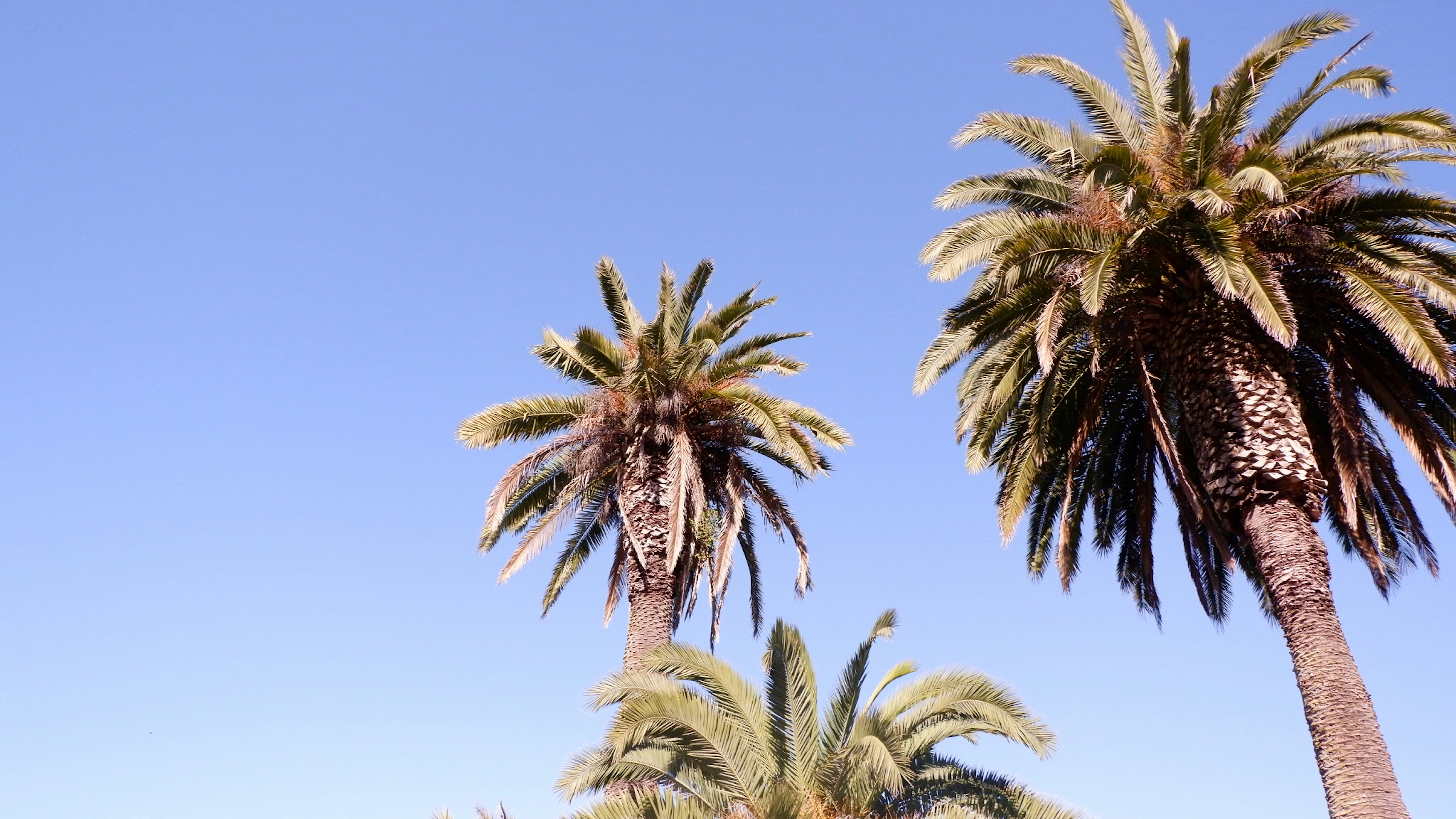 Palm trees against blue sky - Free Photo on Unsplash