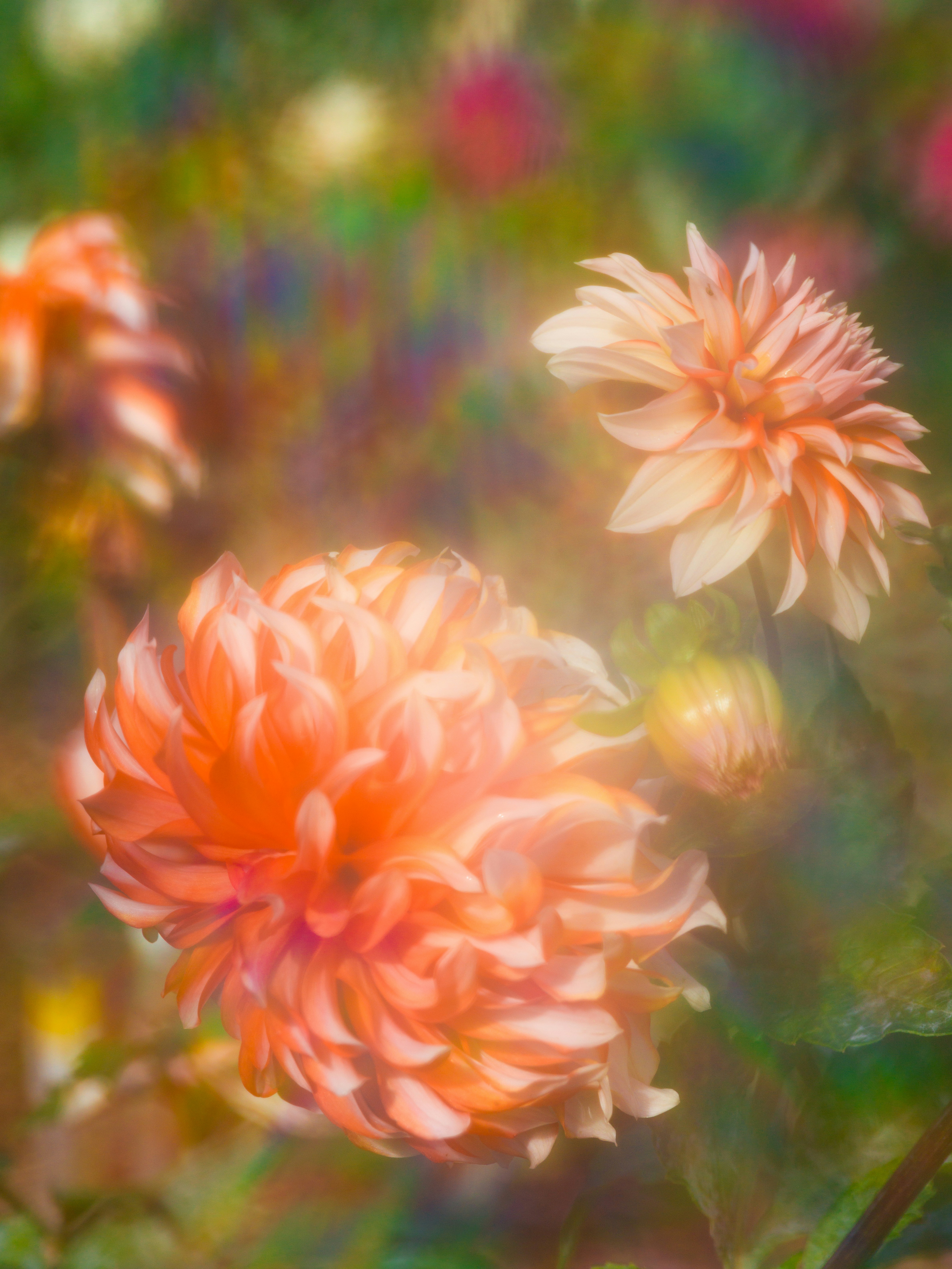 Soft peach dahlias in a garden with a dreamy, ethereal light and blurred background