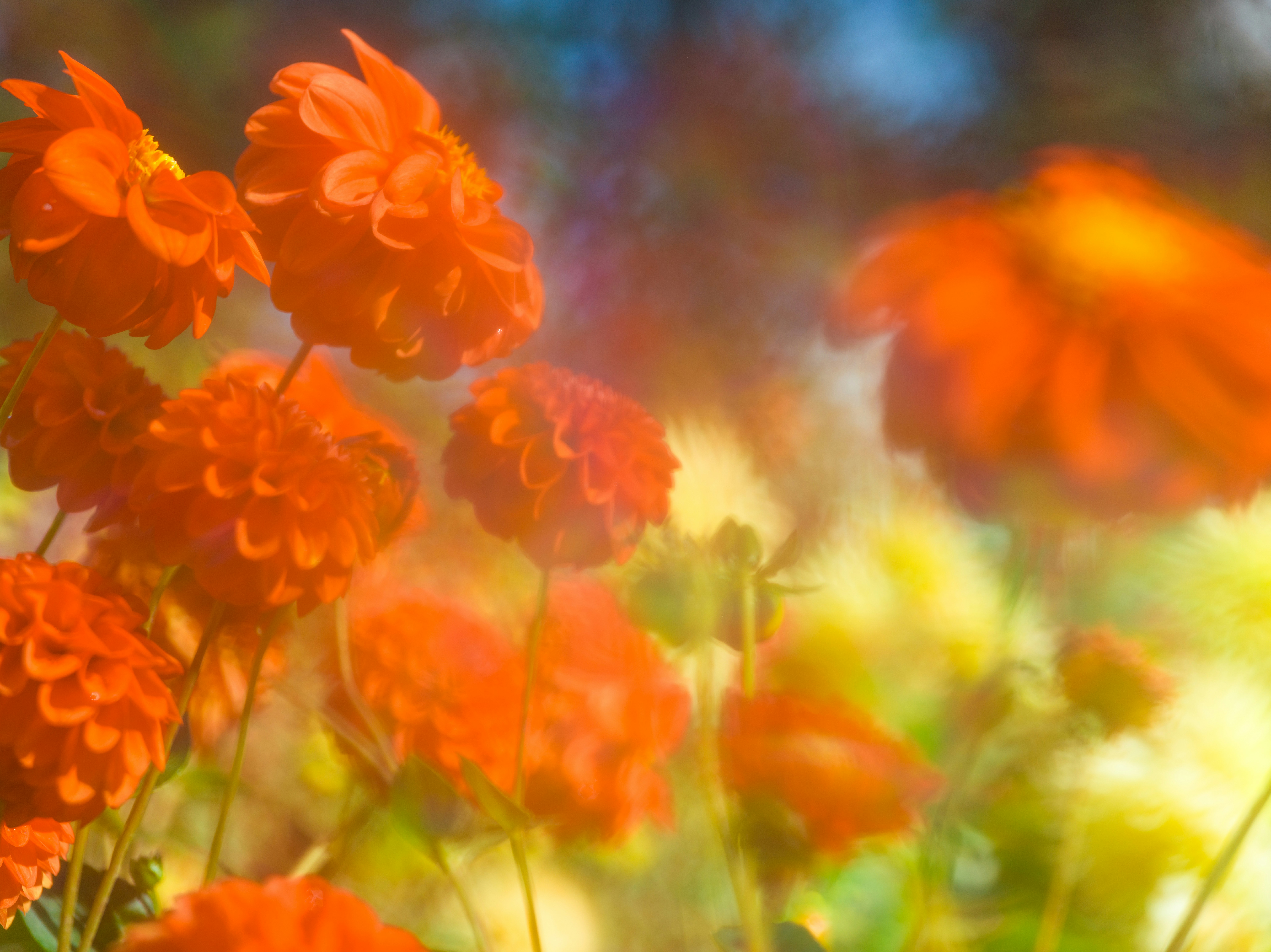 Vibrant orange dahlia flowers in a sunlit garden with a soft dreamy bokeh effect