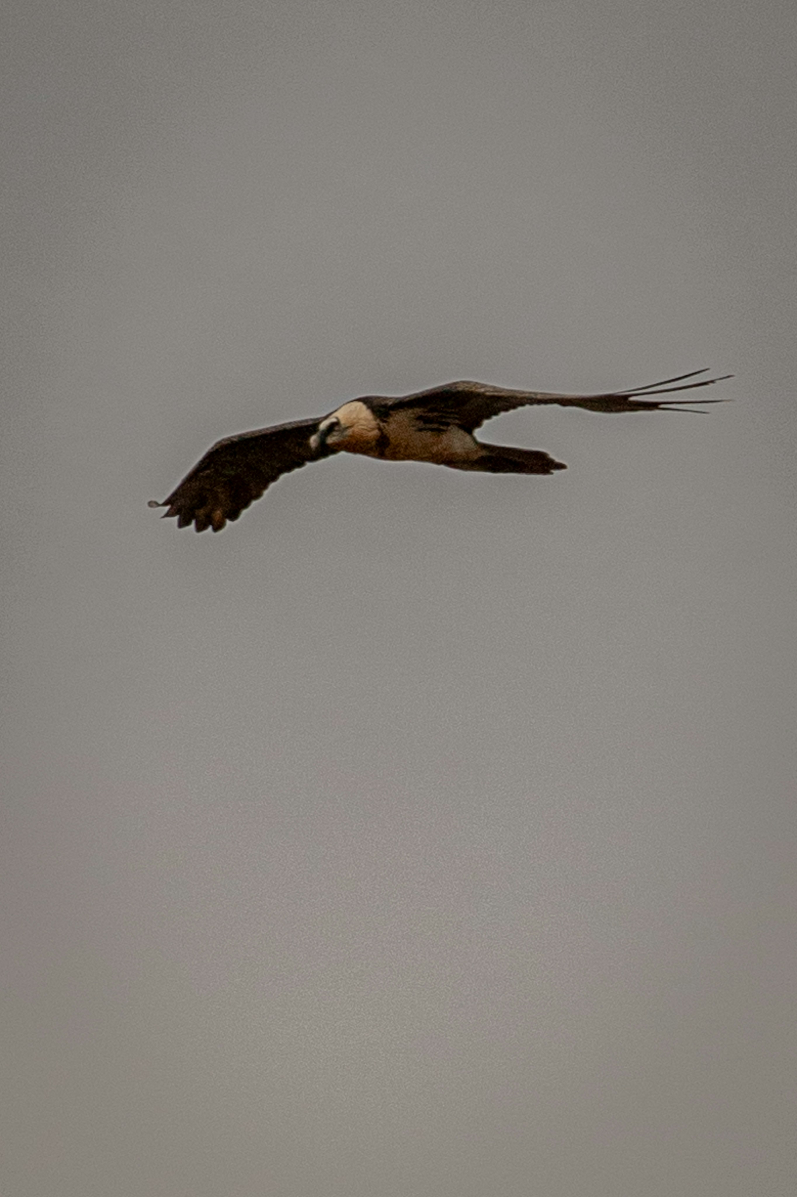 A bearded vulture gliding through a grey overcast sky