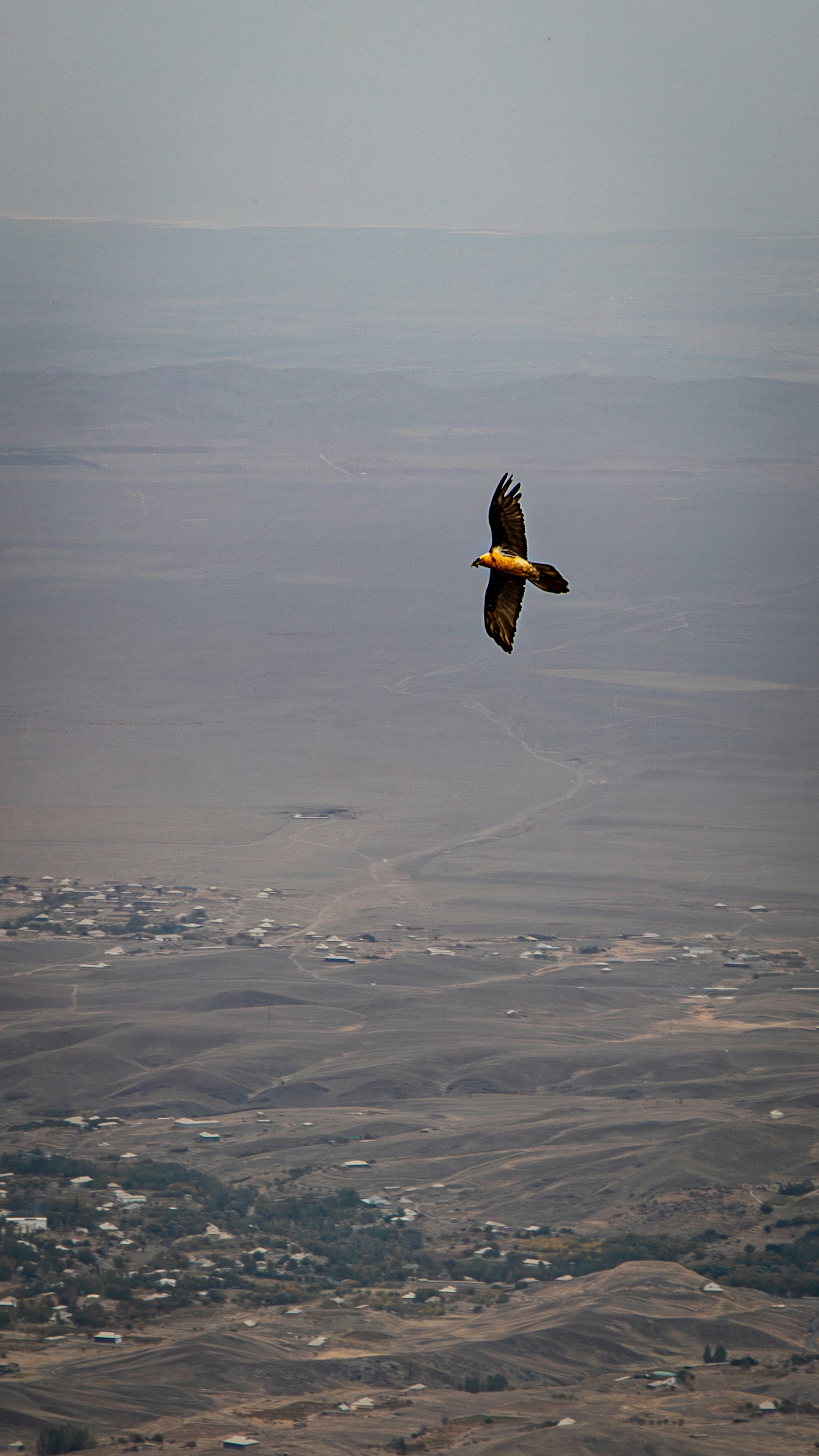 A bearded vulture soaring high above a vast arid landscape with a small village below