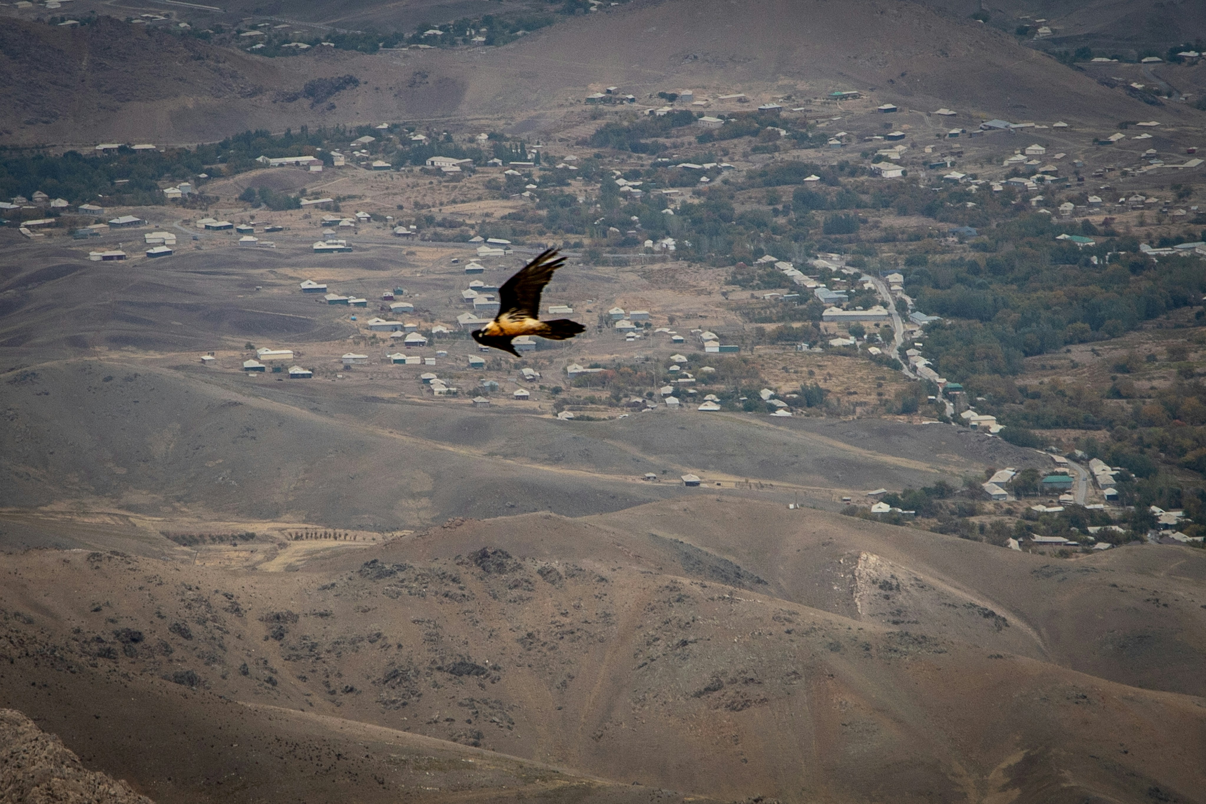 A bearded vulture flying over a vast arid landscape with a small village in the distance