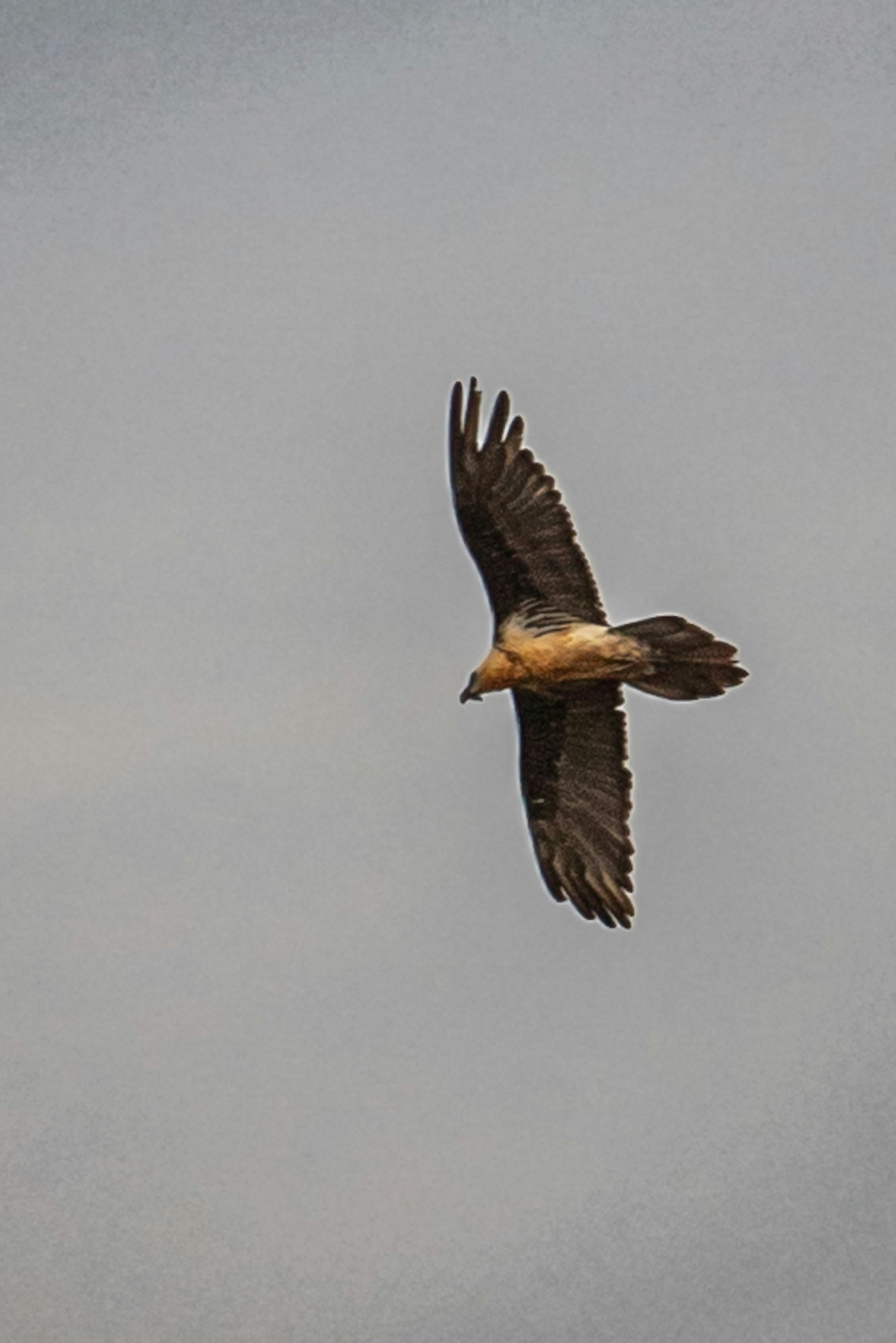 A bearded vulture soaring with wings spread wide against a pale grey sky