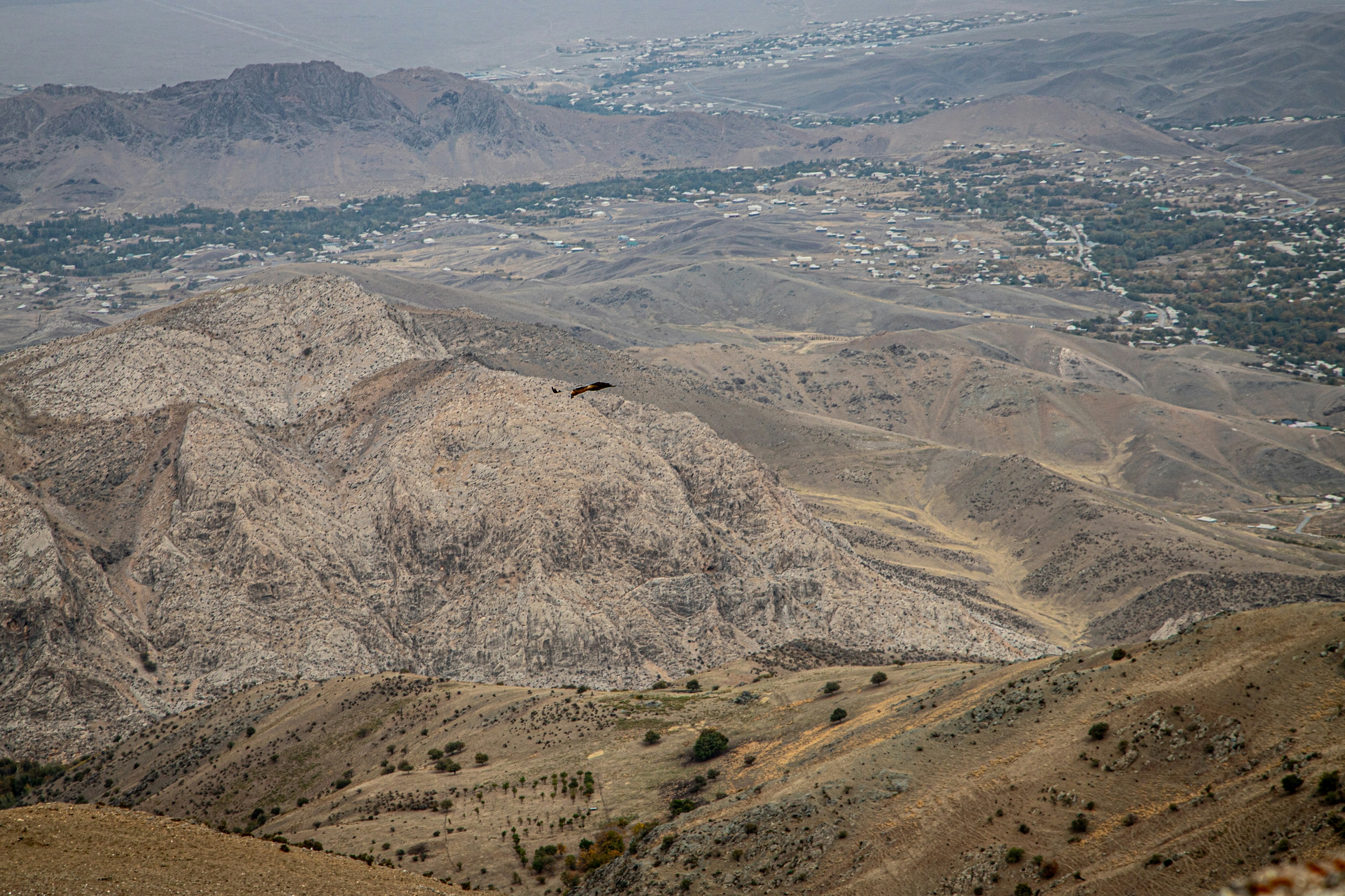 A bird of prey soaring over arid rocky mountains with a distant village in the valley